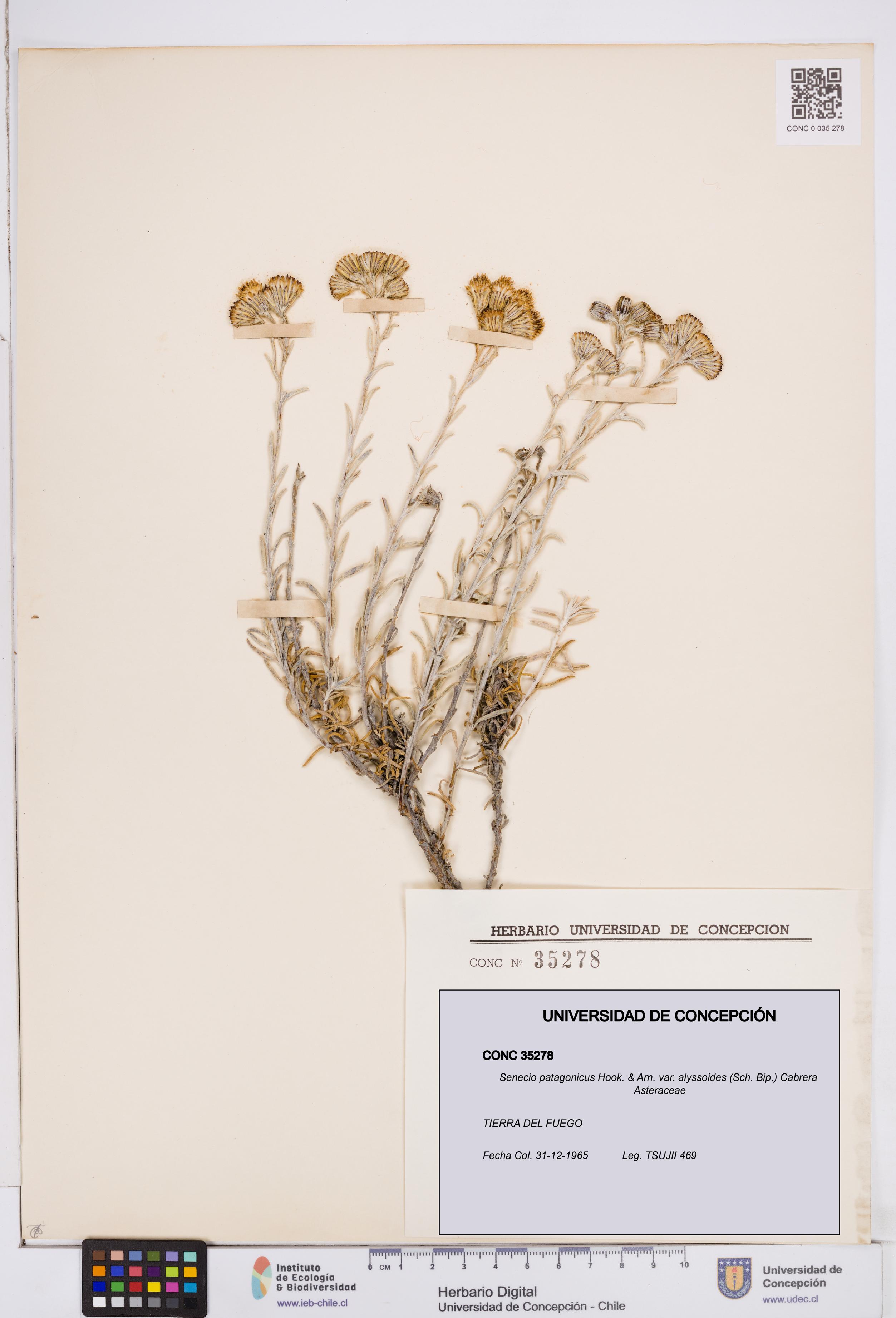 Senecio patagonicus var. alyssoides [Espécimen: ]