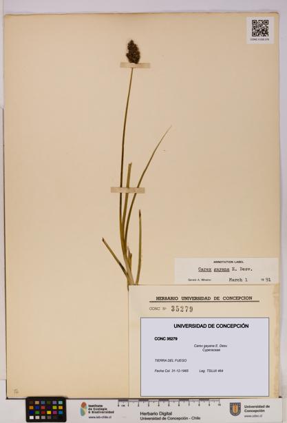 Carex gayana [Espécimen: UDEC:CONC:0035279]