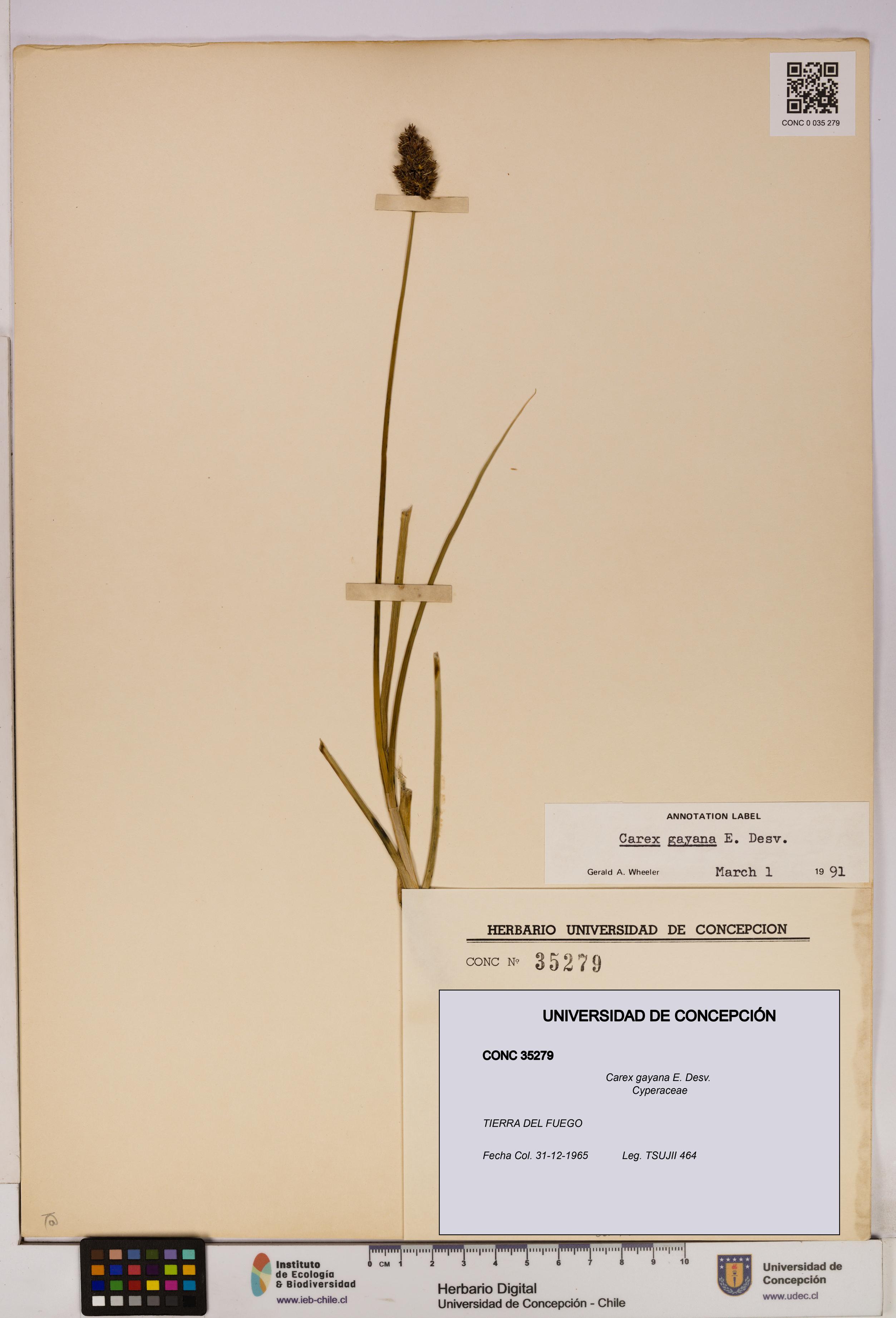 Carex gayana [Espécimen: UDEC:CONC:0035279]