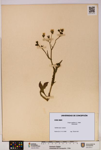 Crepis capillaris [Espécimen: UDEC:CONC:0035281]
