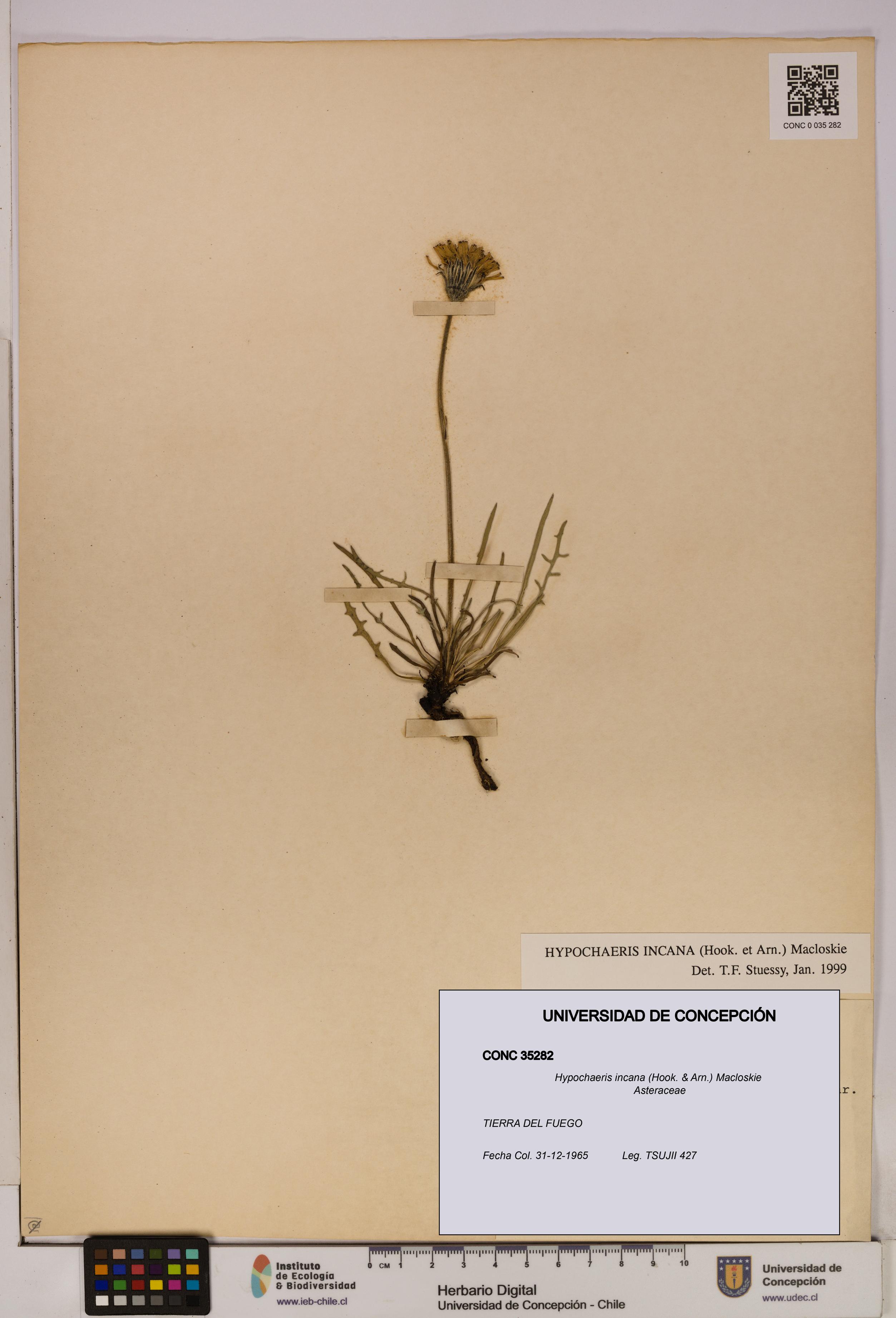 Hypochaeris incana [Espécimen: UDEC:CONC:0035282]