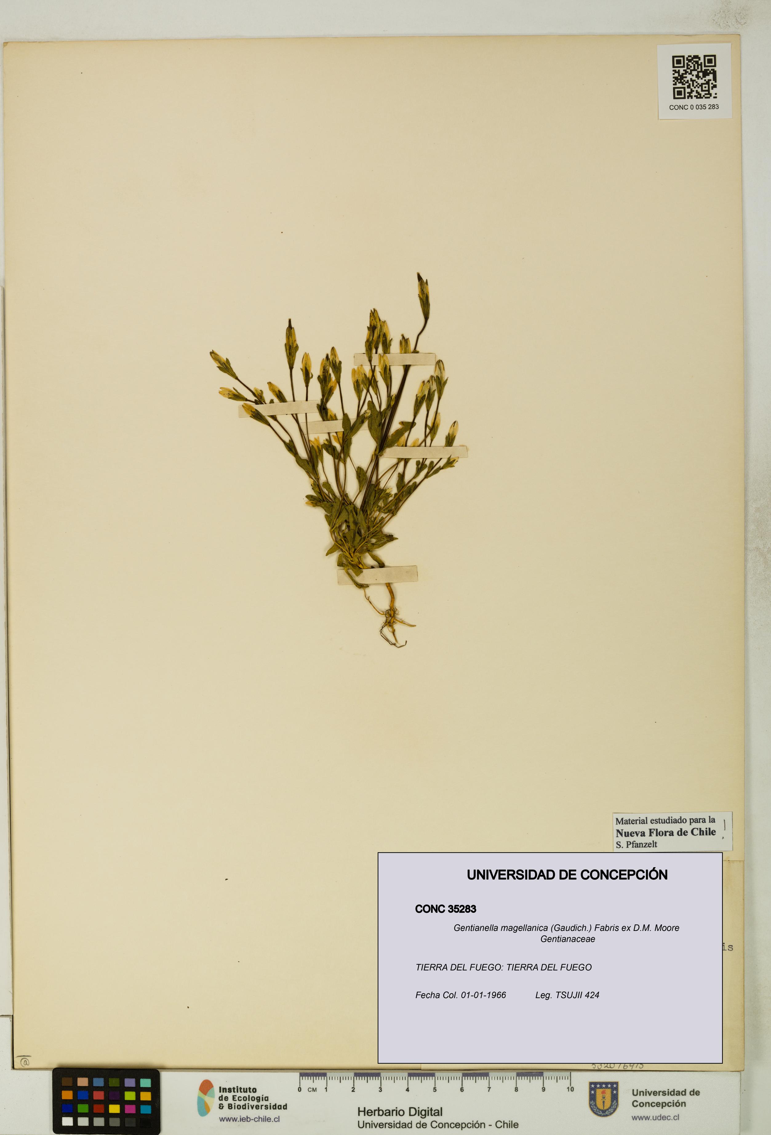 Gentianella magellanica [Espécimen: UDEC:CONC:0035283]