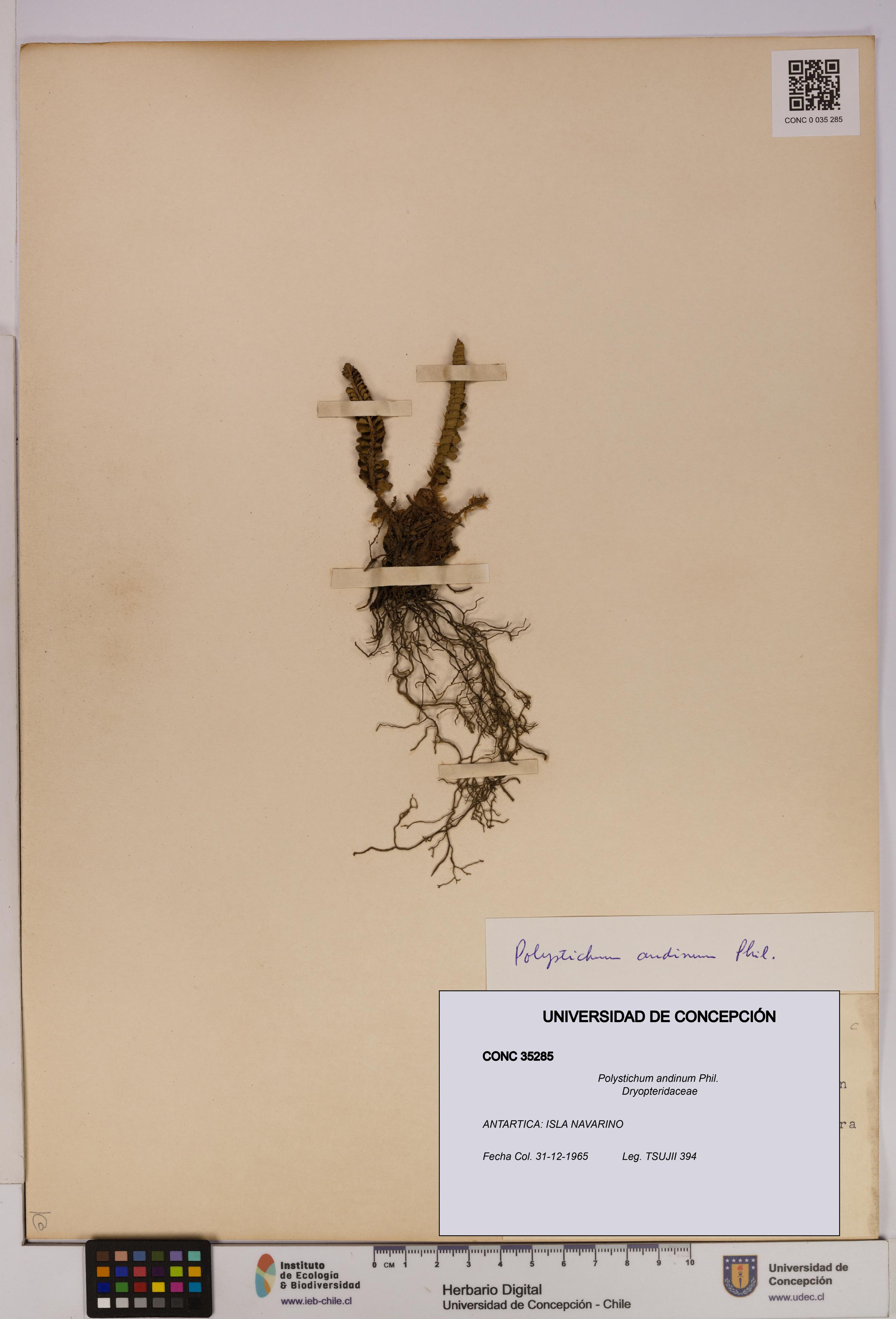 Polystichum andinum [Espécimen: UDEC:CONC:0035285]