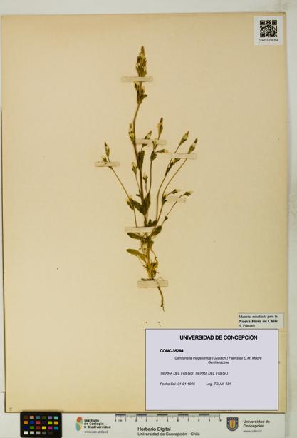 Gentianella magellanica [Espécimen: UDEC:CONC:0035294]