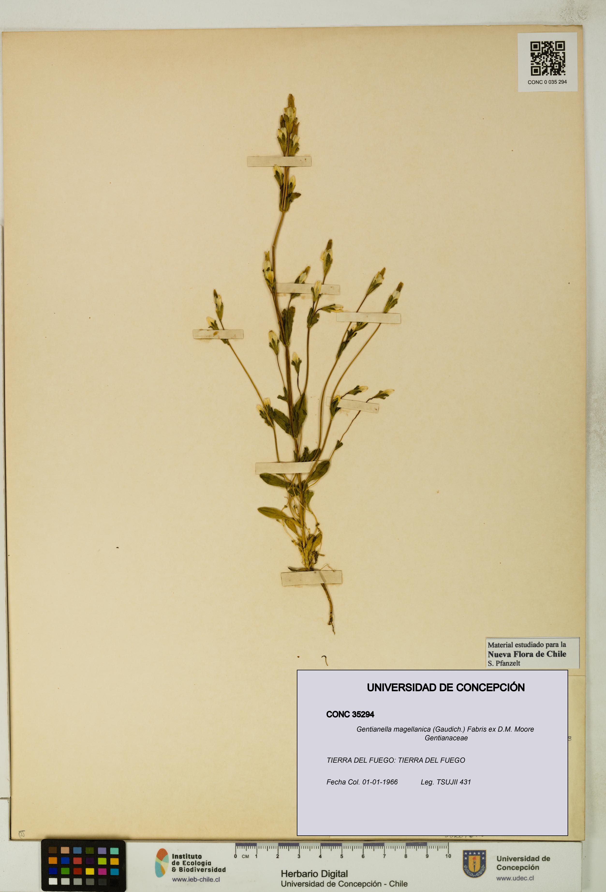 Gentianella magellanica [Espécimen: UDEC:CONC:0035294]