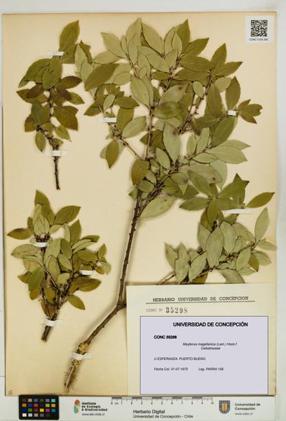 Maytenus magellanica [Espécimen: UDEC:CONC:0035298]