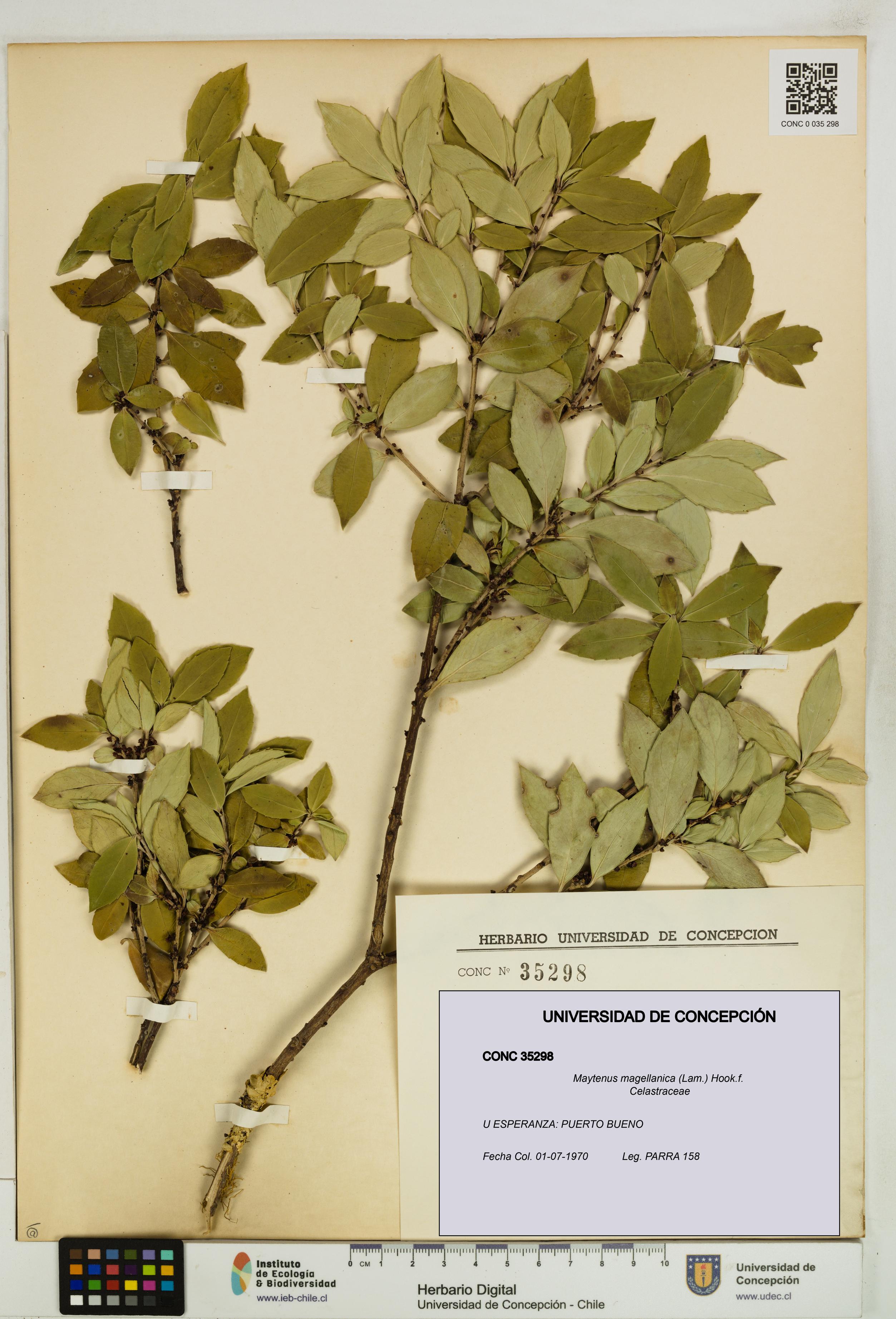 Maytenus magellanica [Espécimen: UDEC:CONC:0035298]