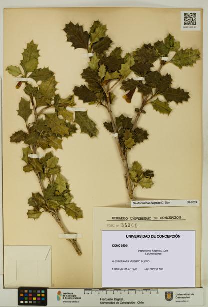 Desfontainia fulgens [Espécimen: UDEC:CONC:0035301]