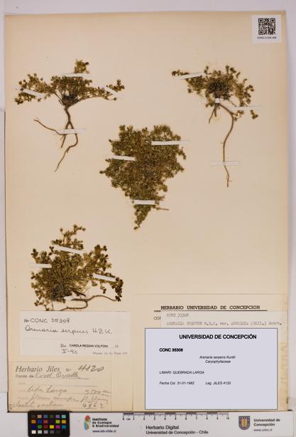 Arenaria serpens [Espécimen: UDEC:CONC:0035308]