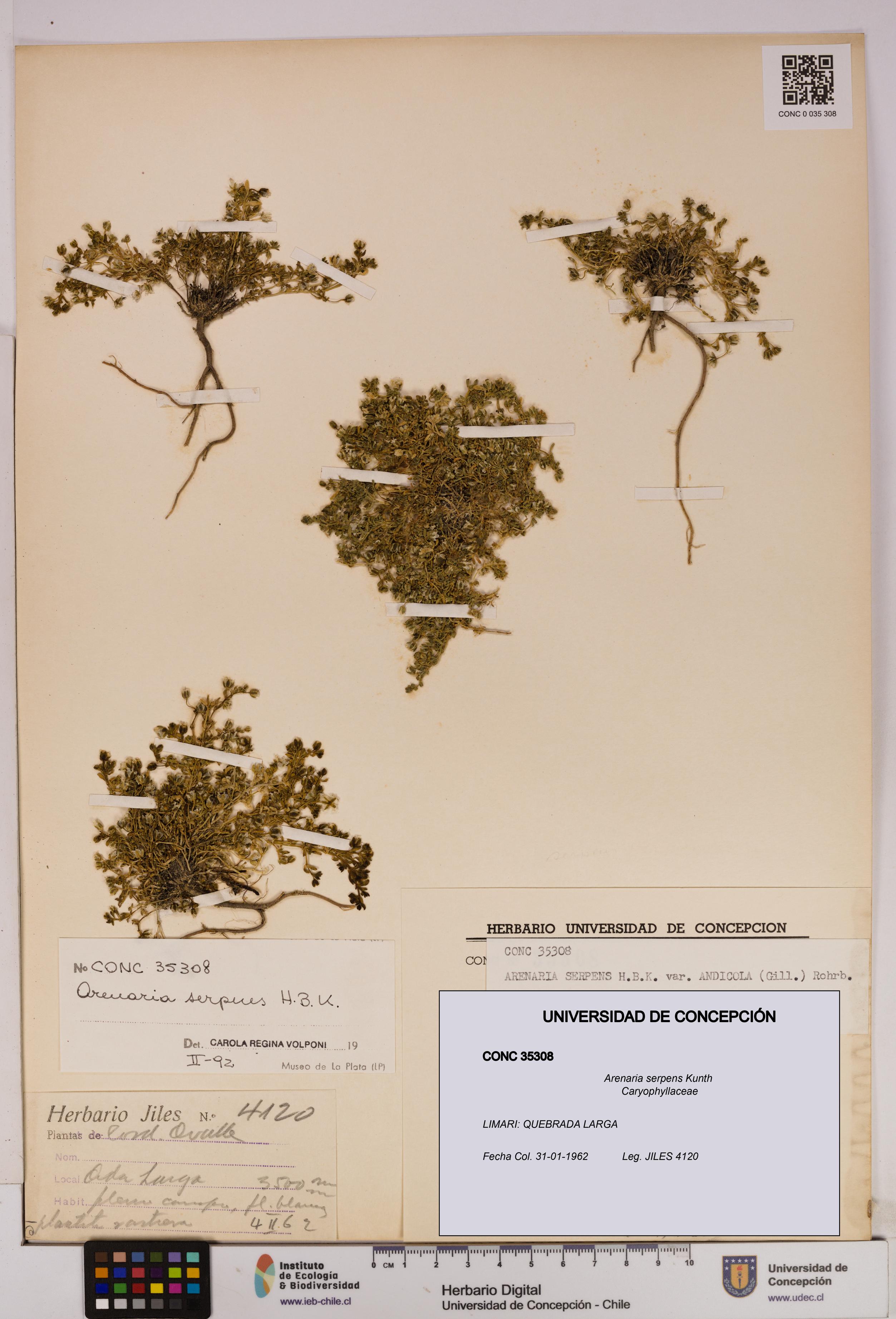 Arenaria serpens [Espécimen: UDEC:CONC:0035308]