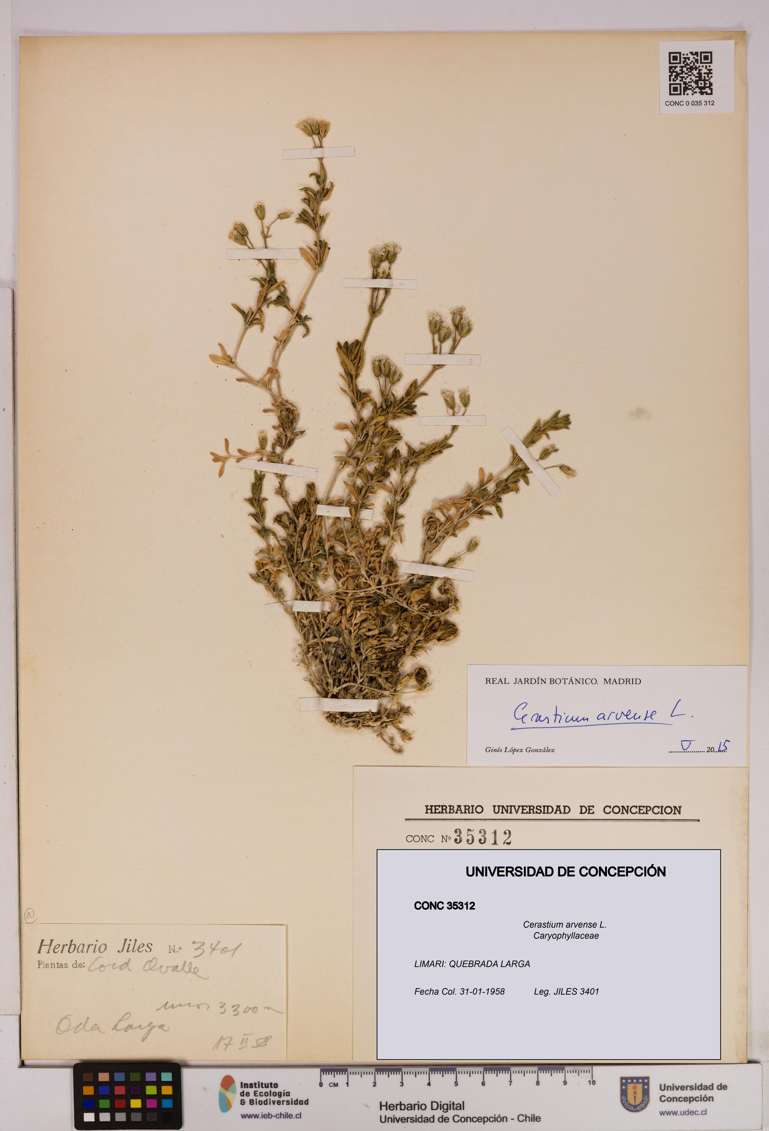 Cerastium arvense [Espécimen: UDEC:CONC:0035312]