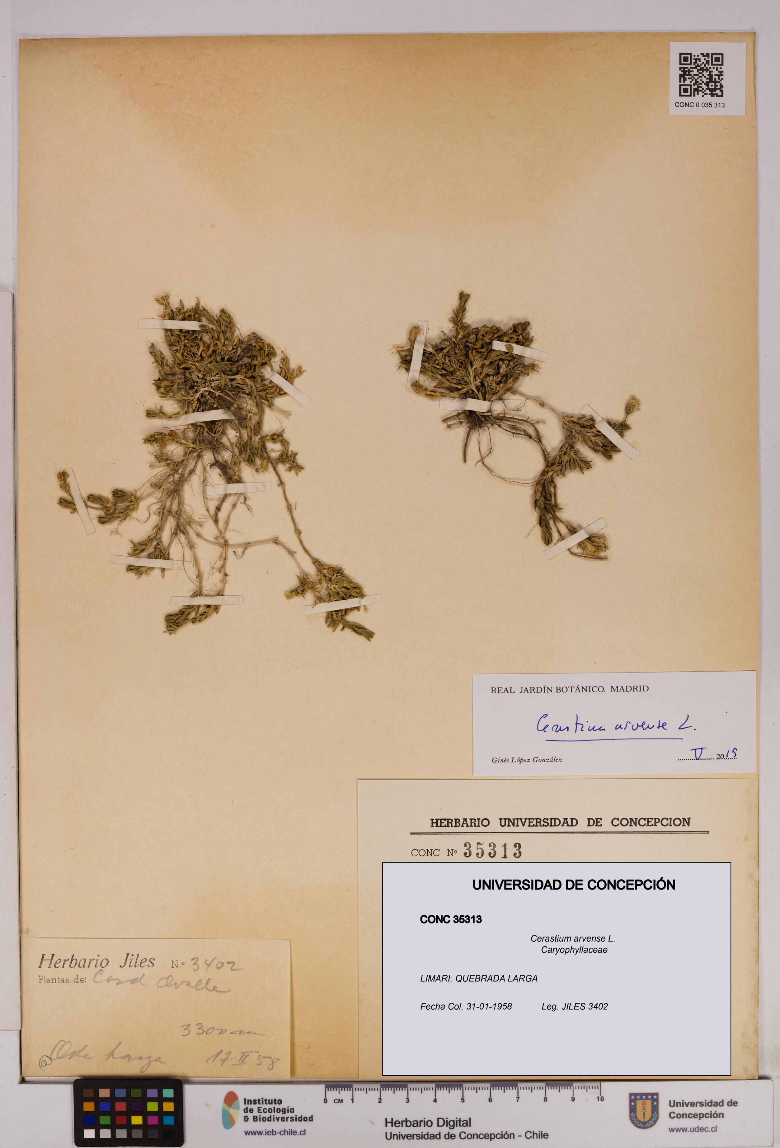 Cerastium arvense [Espécimen: UDEC:CONC:0035313]