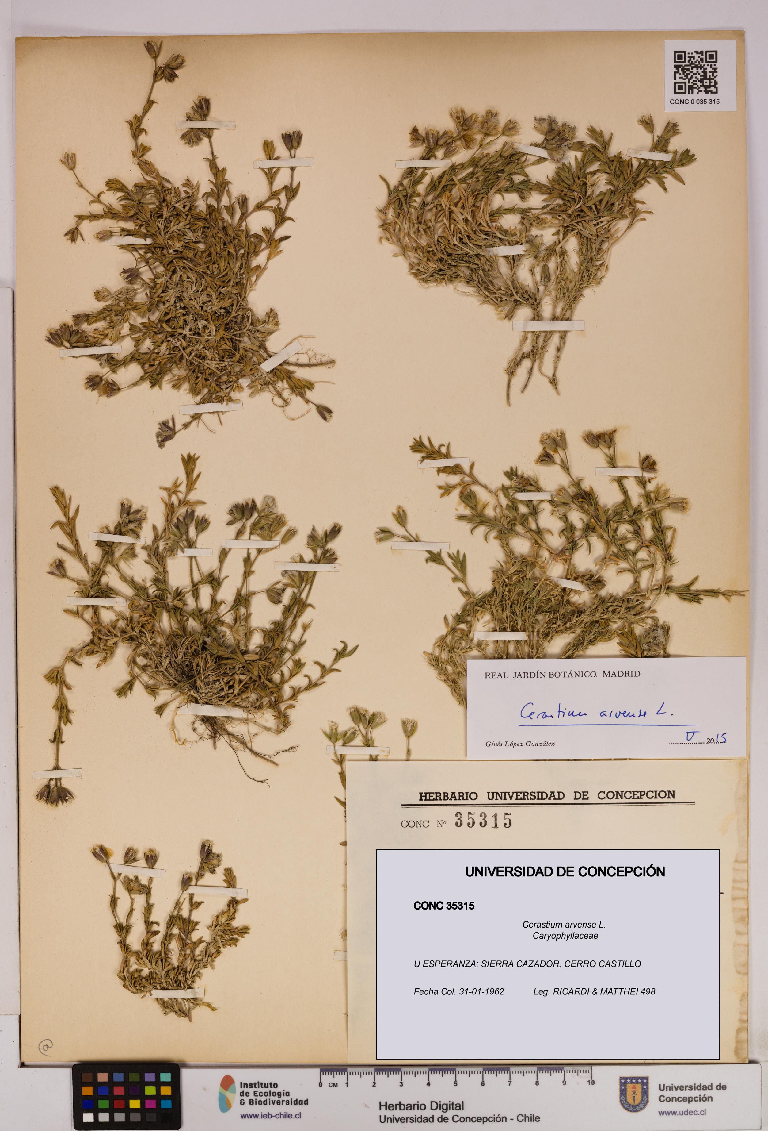 Cerastium arvense [Espécimen: UDEC:CONC:0035315]