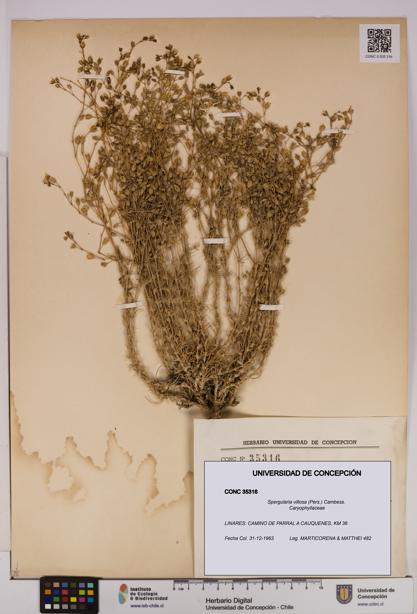 Spergularia villosa [Espécimen: UDEC:CONC:0035316]