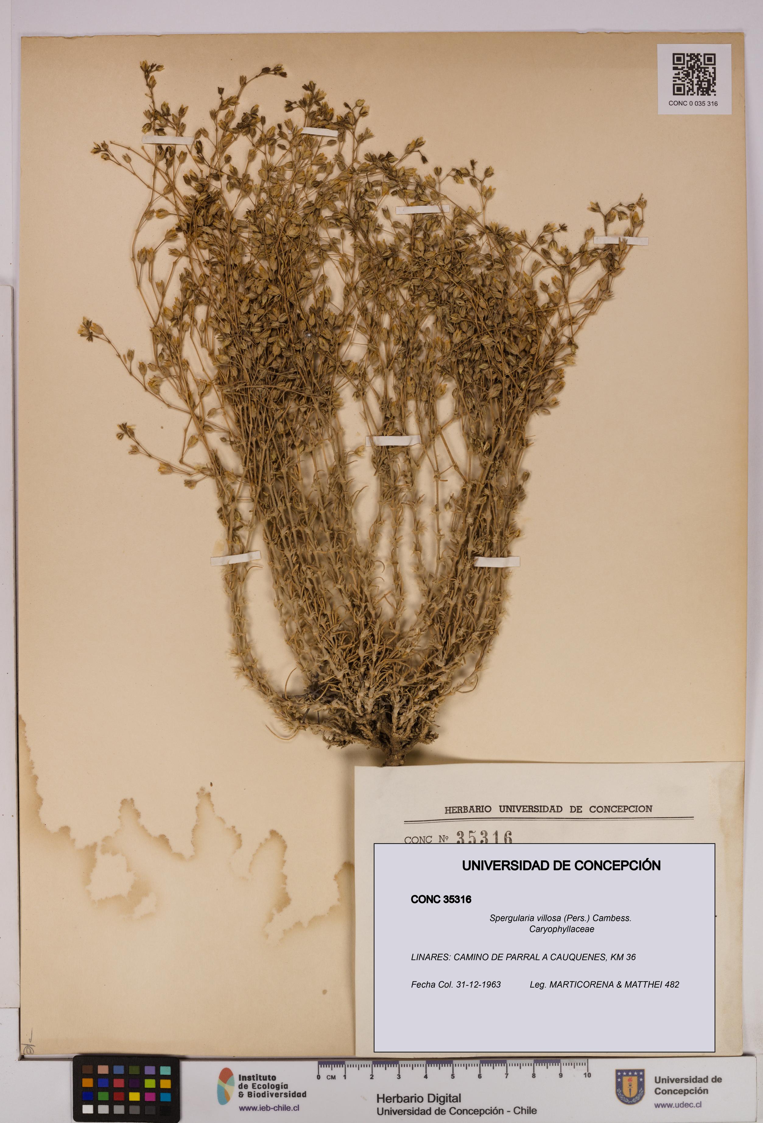 Spergularia villosa [Espécimen: UDEC:CONC:0035316]