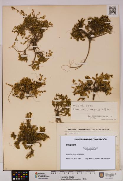 Arenaria serpens [Espécimen: UDEC:CONC:0035317]