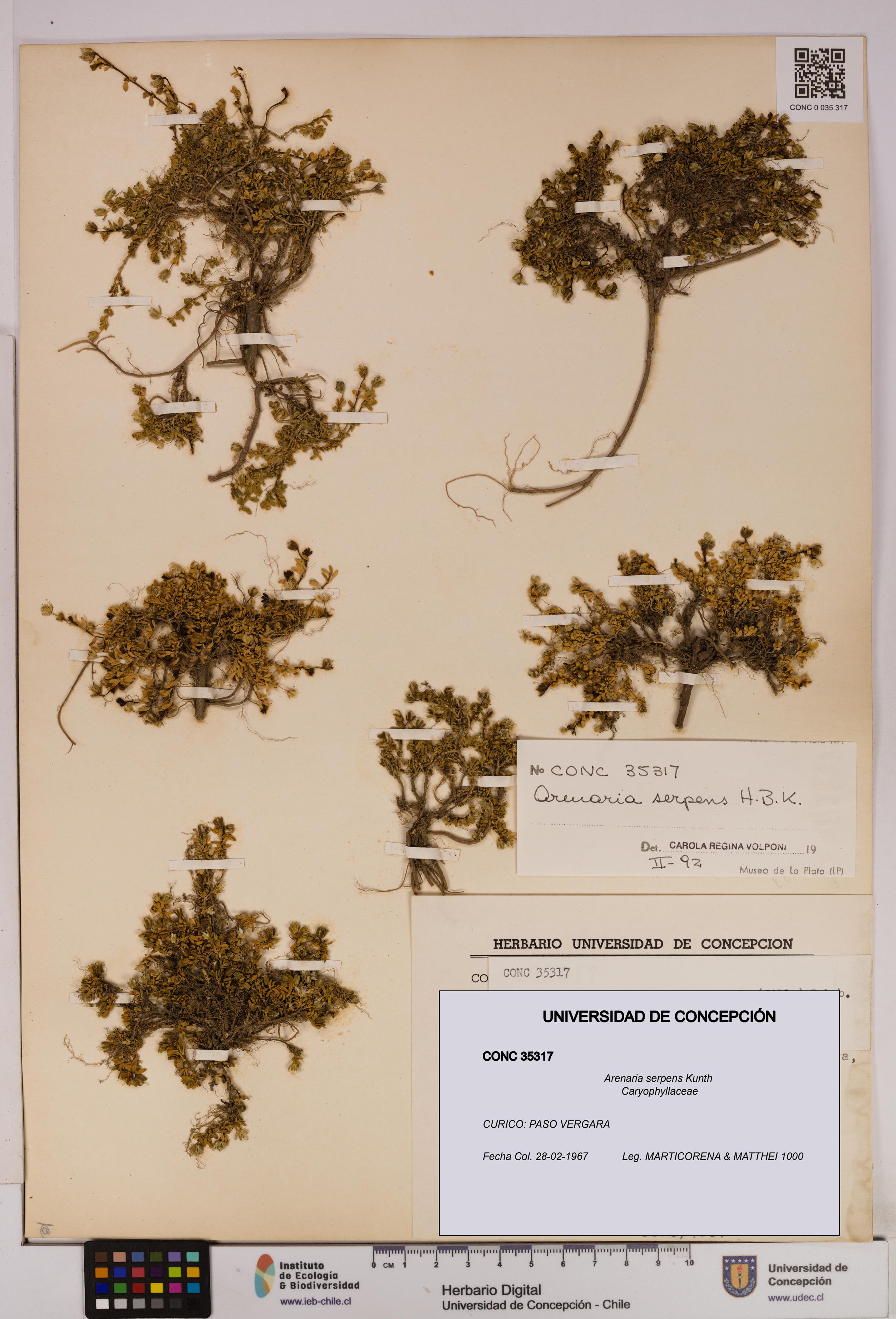 Arenaria serpens [Espécimen: UDEC:CONC:0035317]