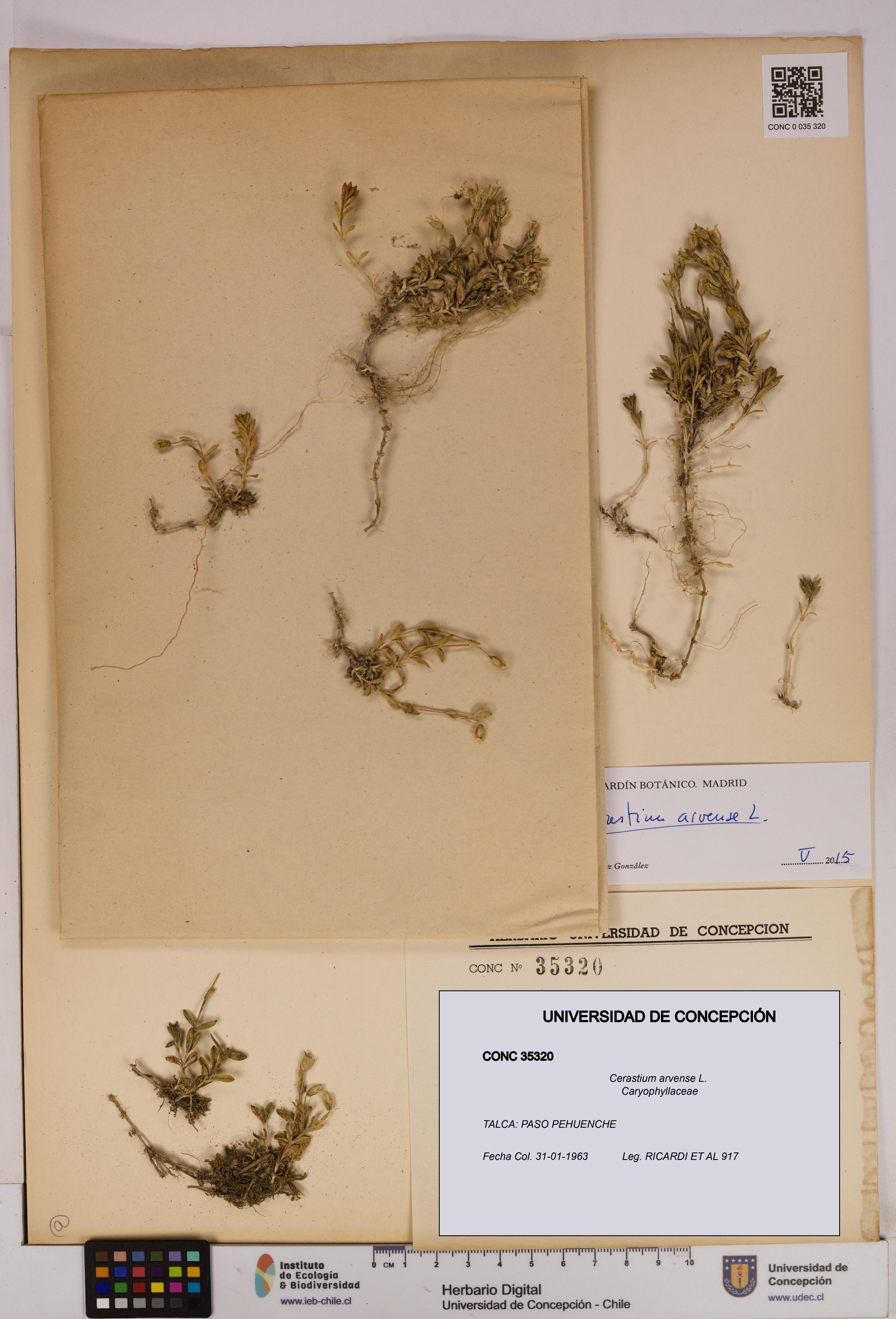 Cerastium arvense [Espécimen: UDEC:CONC:0035320]