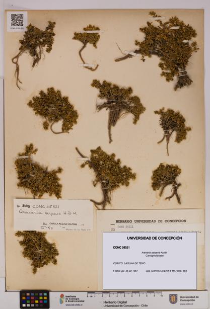 Arenaria serpens [Espécimen: UDEC:CONC:0035321]
