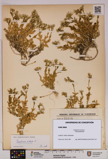 Cerastium arvense [Espécimen: UDEC:CONC:0035323]