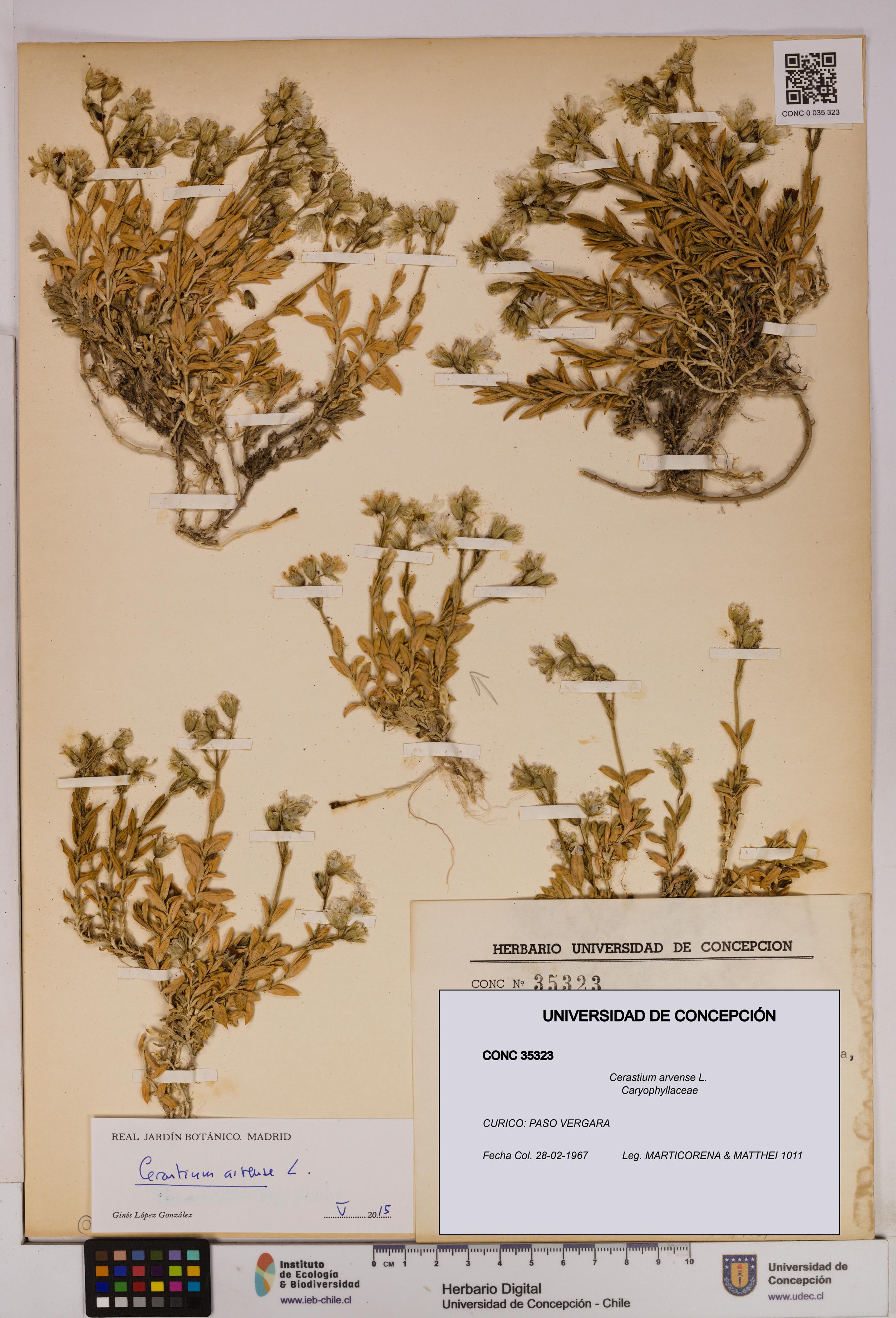 Cerastium arvense [Espécimen: UDEC:CONC:0035323]