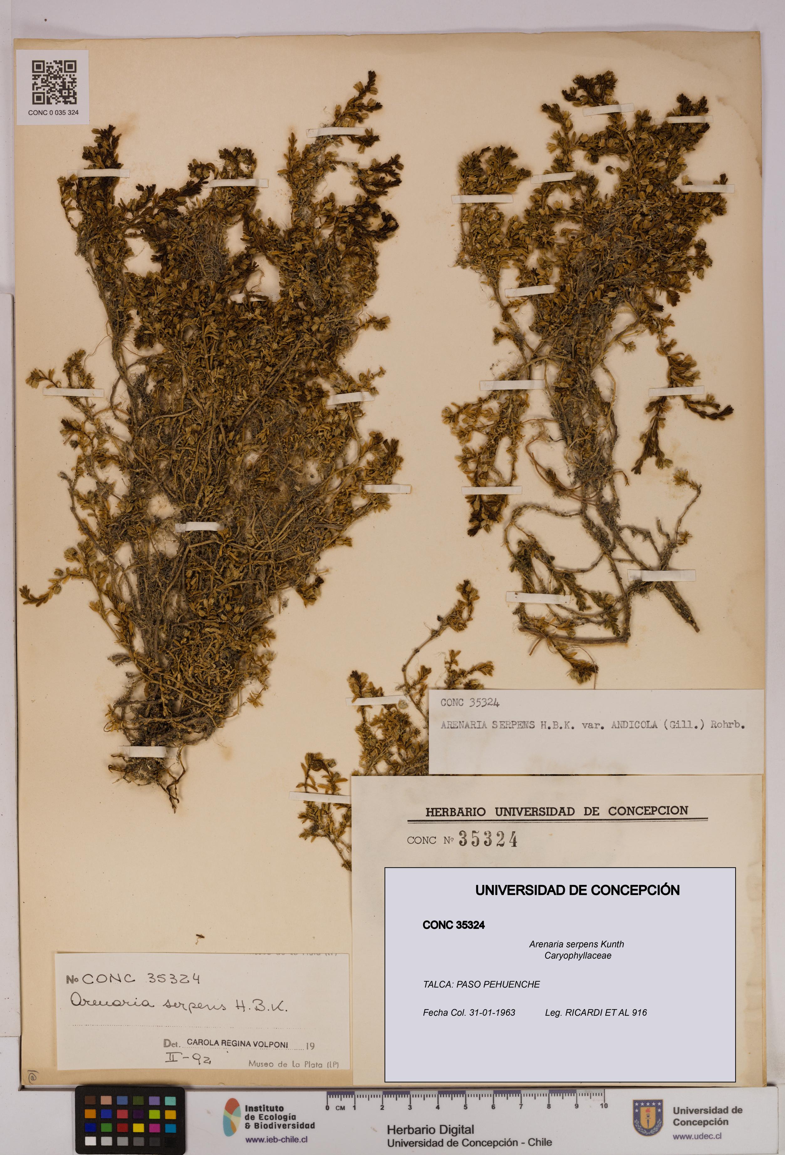 Arenaria serpens [Espécimen: UDEC:CONC:0035324]
