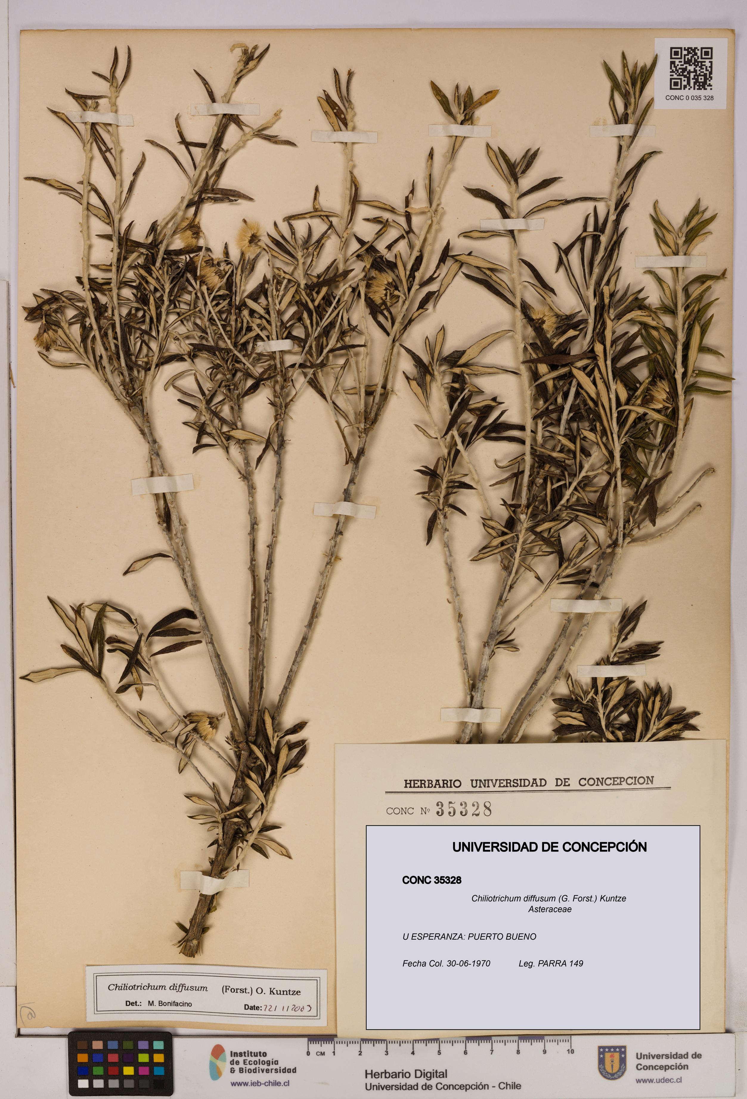 Chiliotrichum diffusum [Espécimen: UDEC:CONC:0035328]