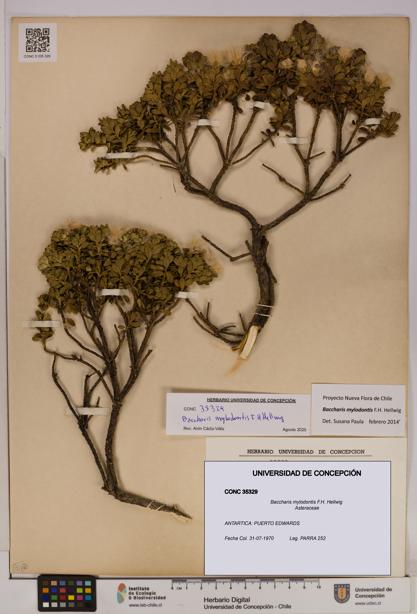 Baccharis mylodontis [Espécimen: UDEC:CONC:0035329]