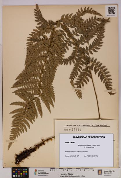 Polystichum chilense [Espécimen: UDEC:CONC:0035330]