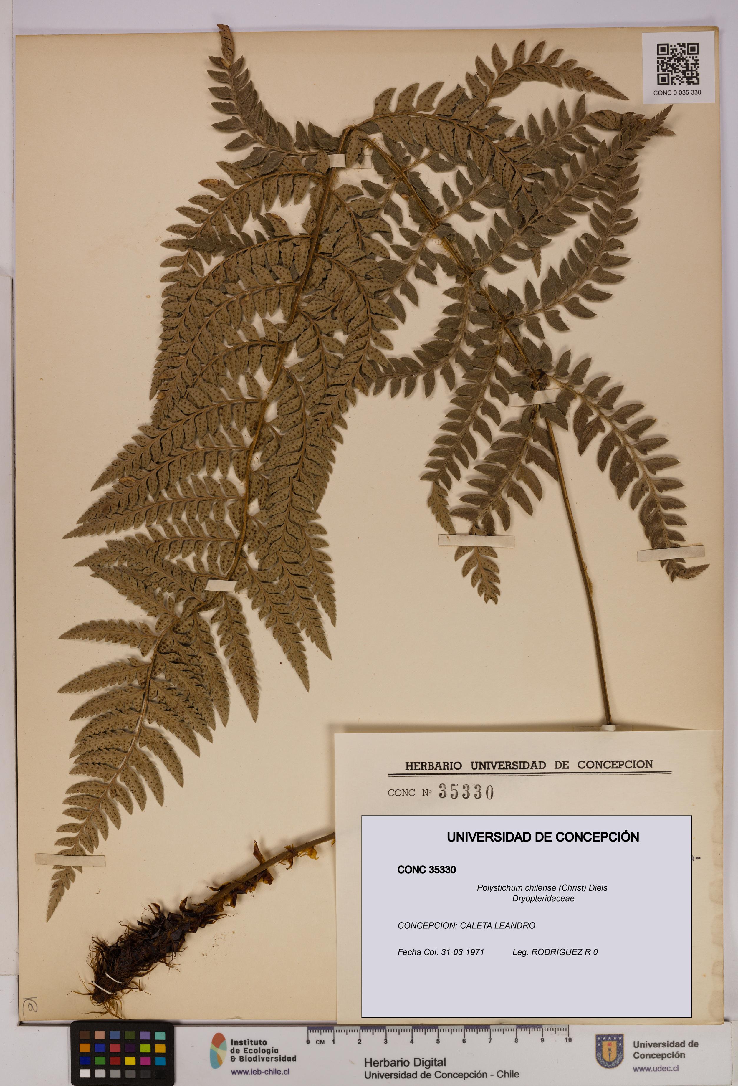 Polystichum chilense [Espécimen: UDEC:CONC:0035330]