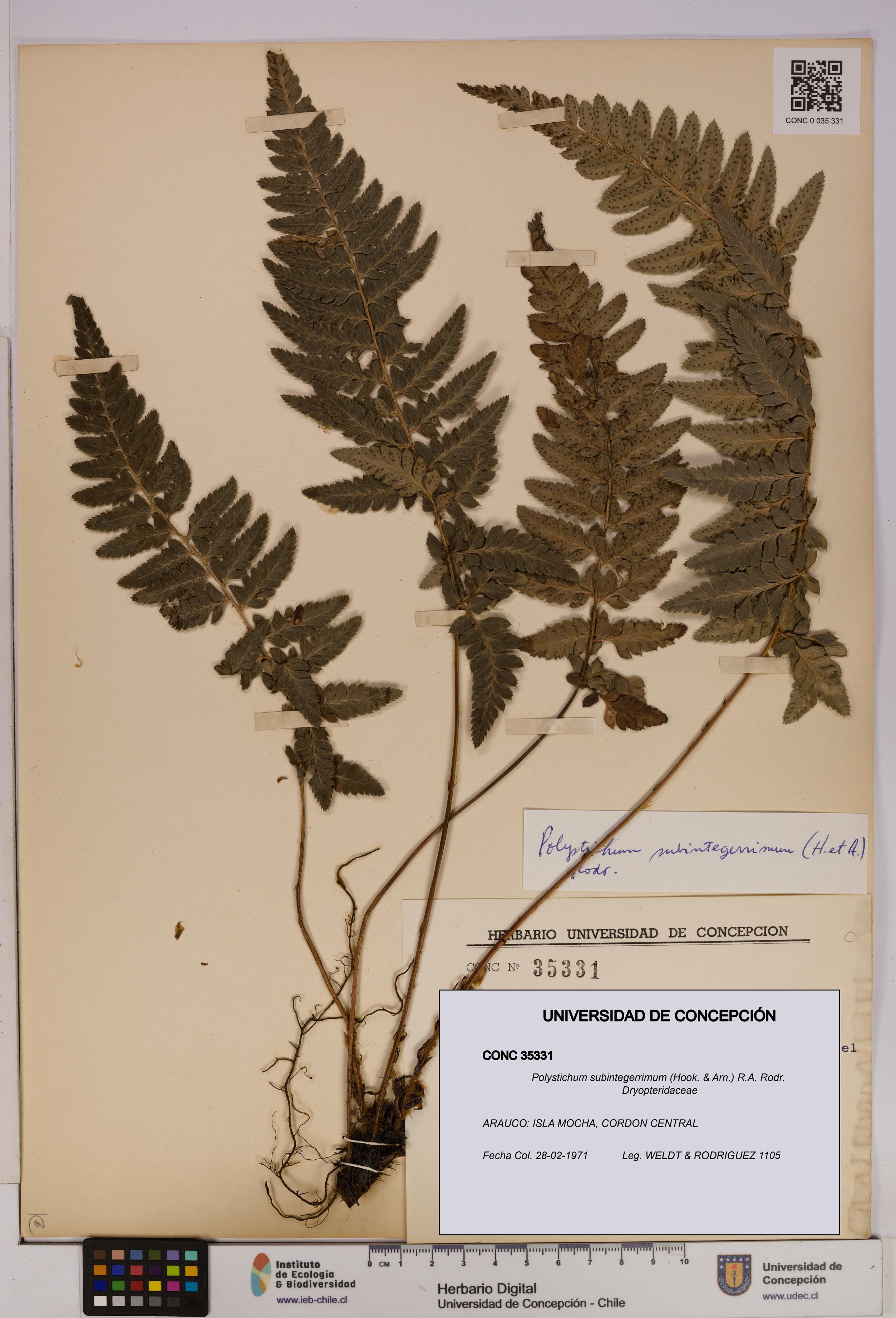 Polystichum subintegerrimum [Espécimen: UDEC:CONC:0035331]