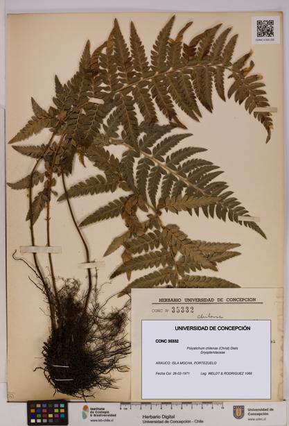 Polystichum chilense [Espécimen: UDEC:CONC:0035332]