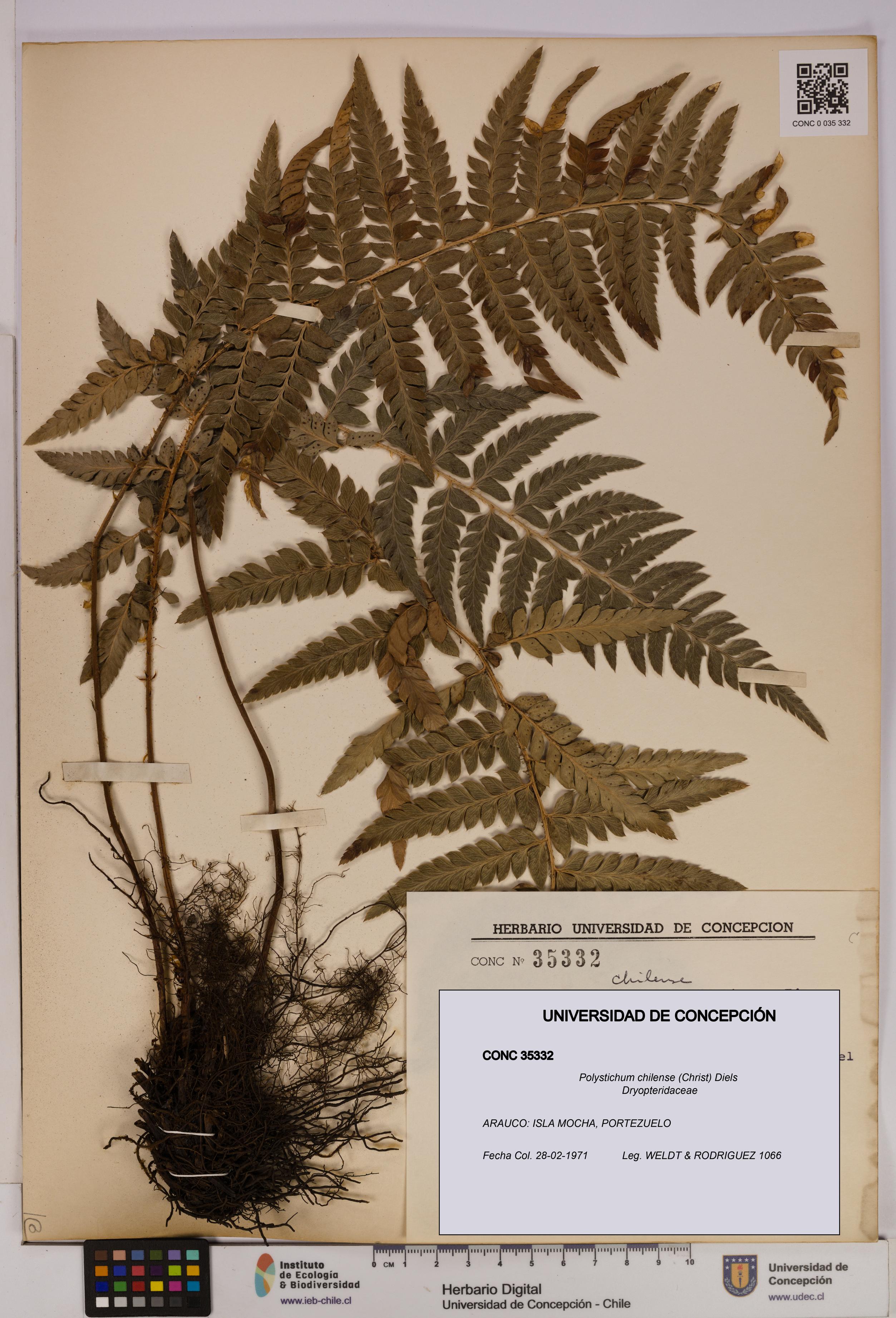 Polystichum chilense [Espécimen: UDEC:CONC:0035332]