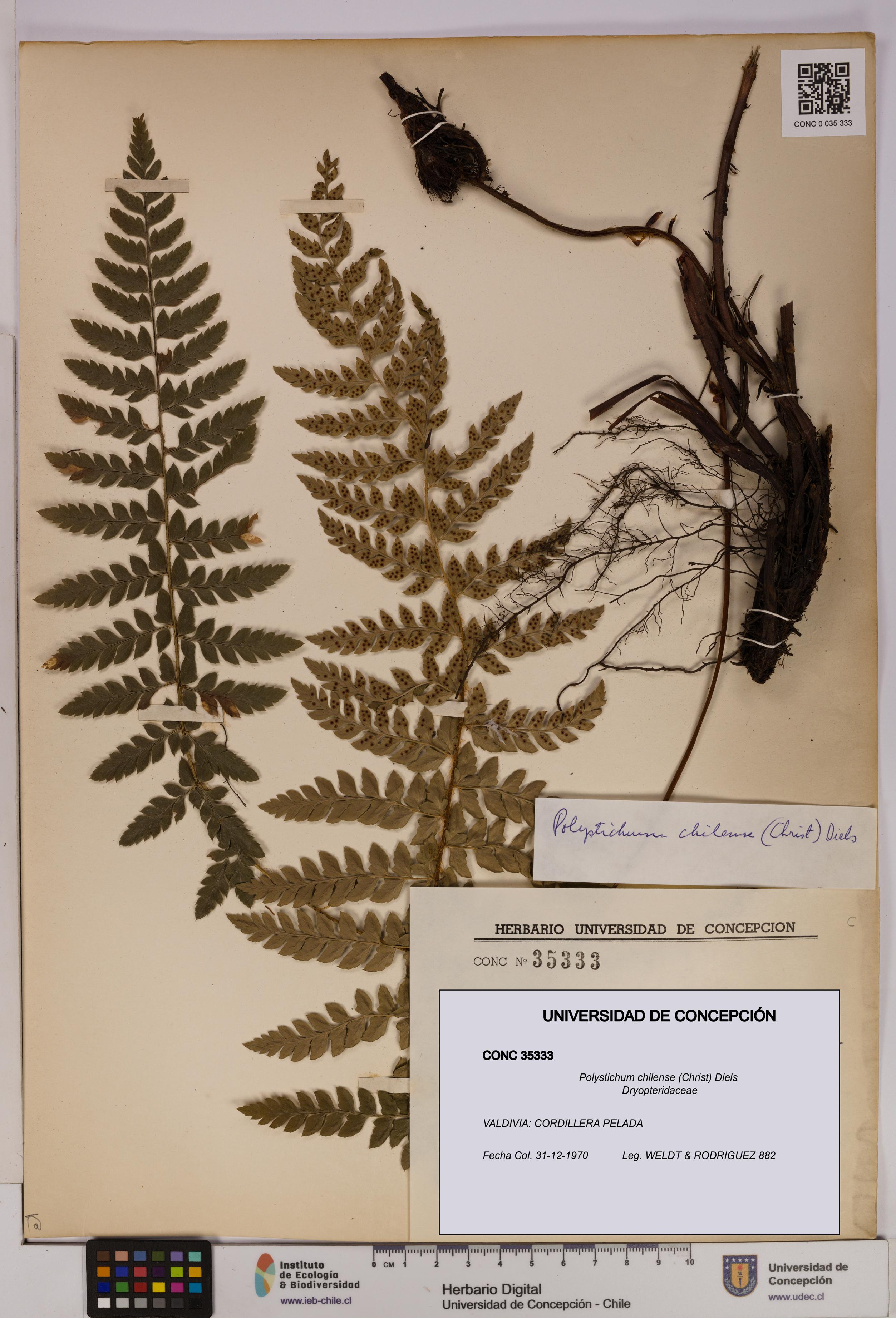 Polystichum chilense [Espécimen: UDEC:CONC:0035333]
