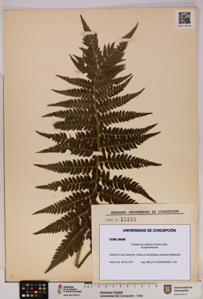 Polystichum chilense [Espécimen: UDEC:CONC:0035335]