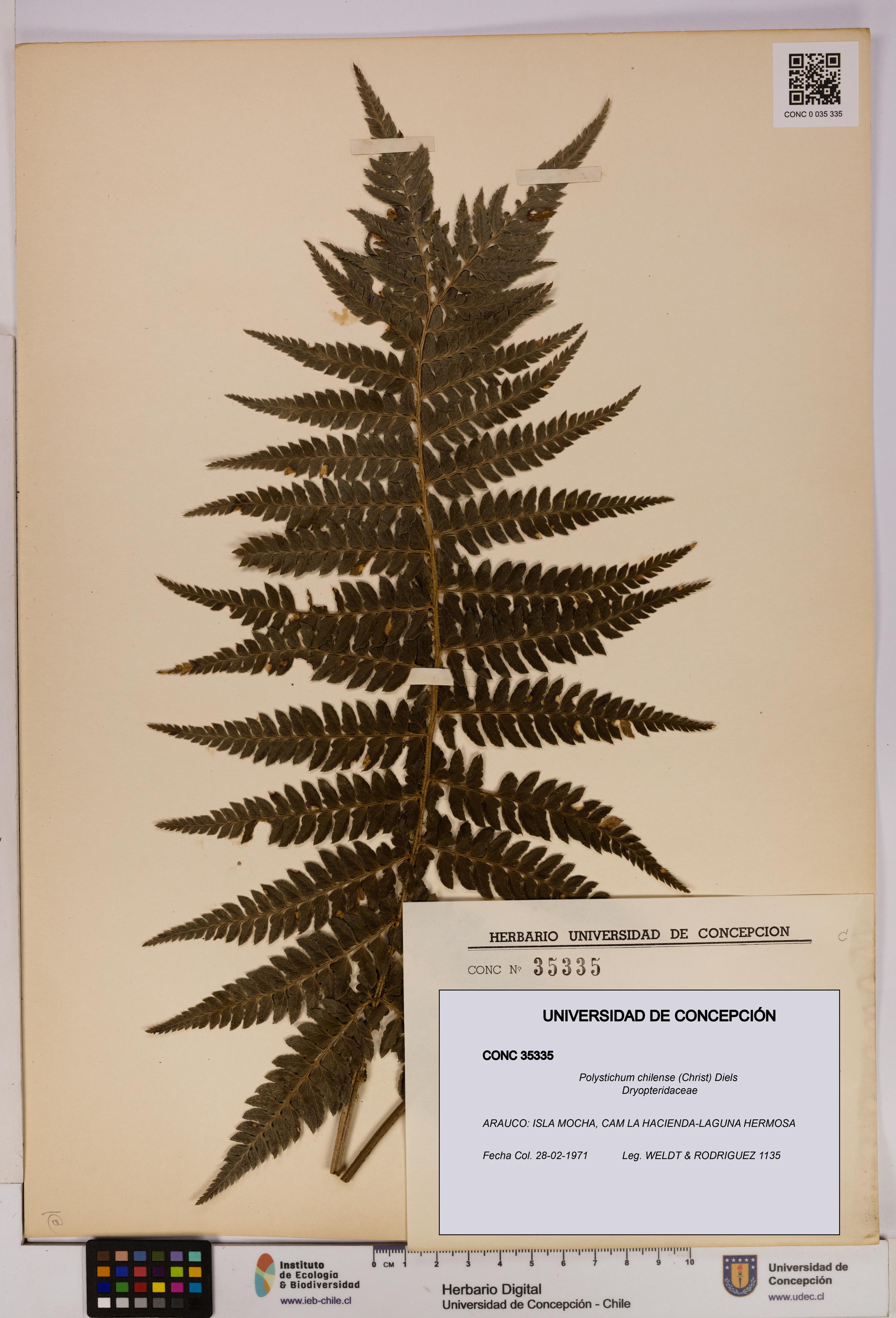 Polystichum chilense [Espécimen: UDEC:CONC:0035335]