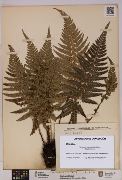 Polystichum chilense [Espécimen: UDEC:CONC:0035336]