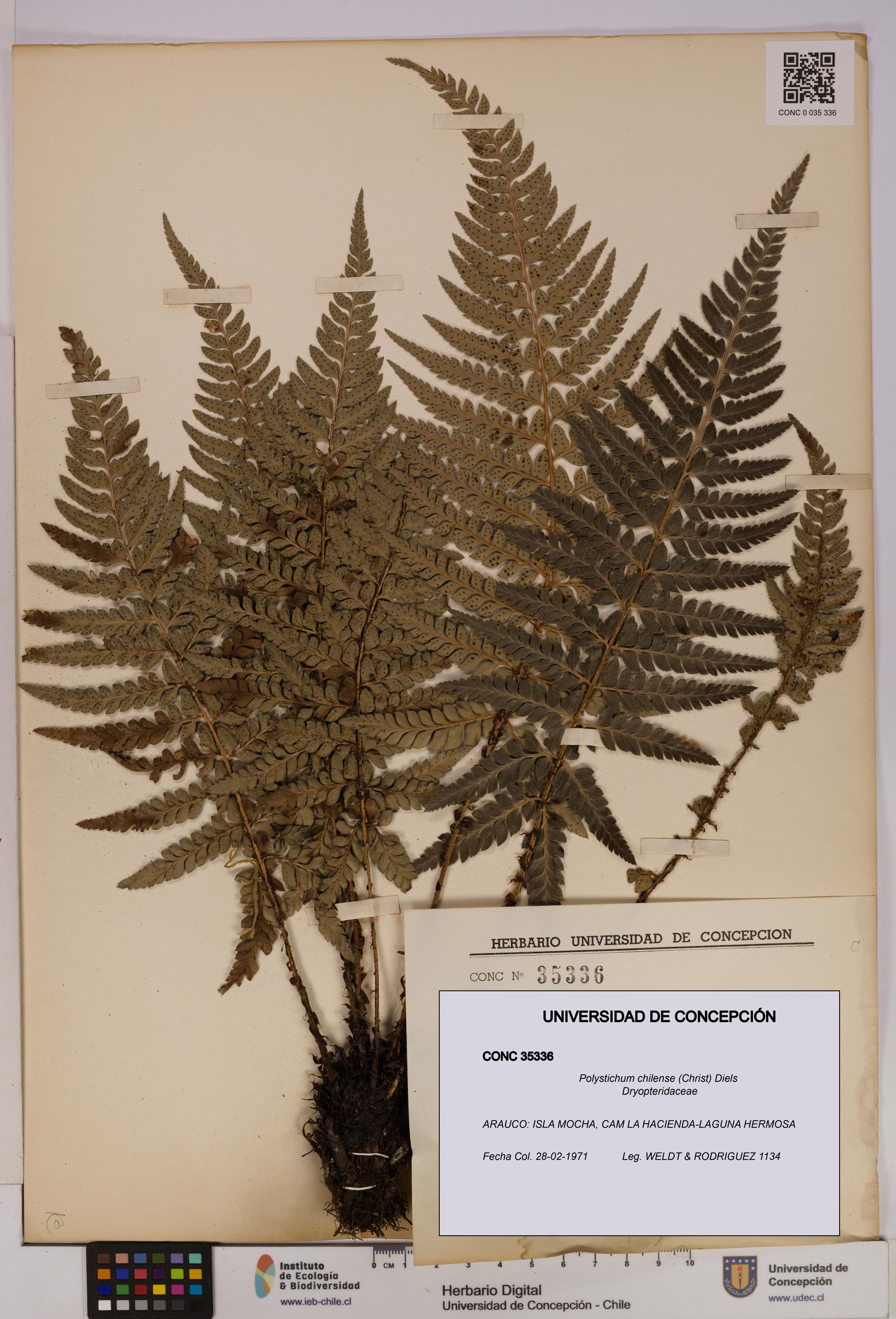 Polystichum chilense [Espécimen: UDEC:CONC:0035336]