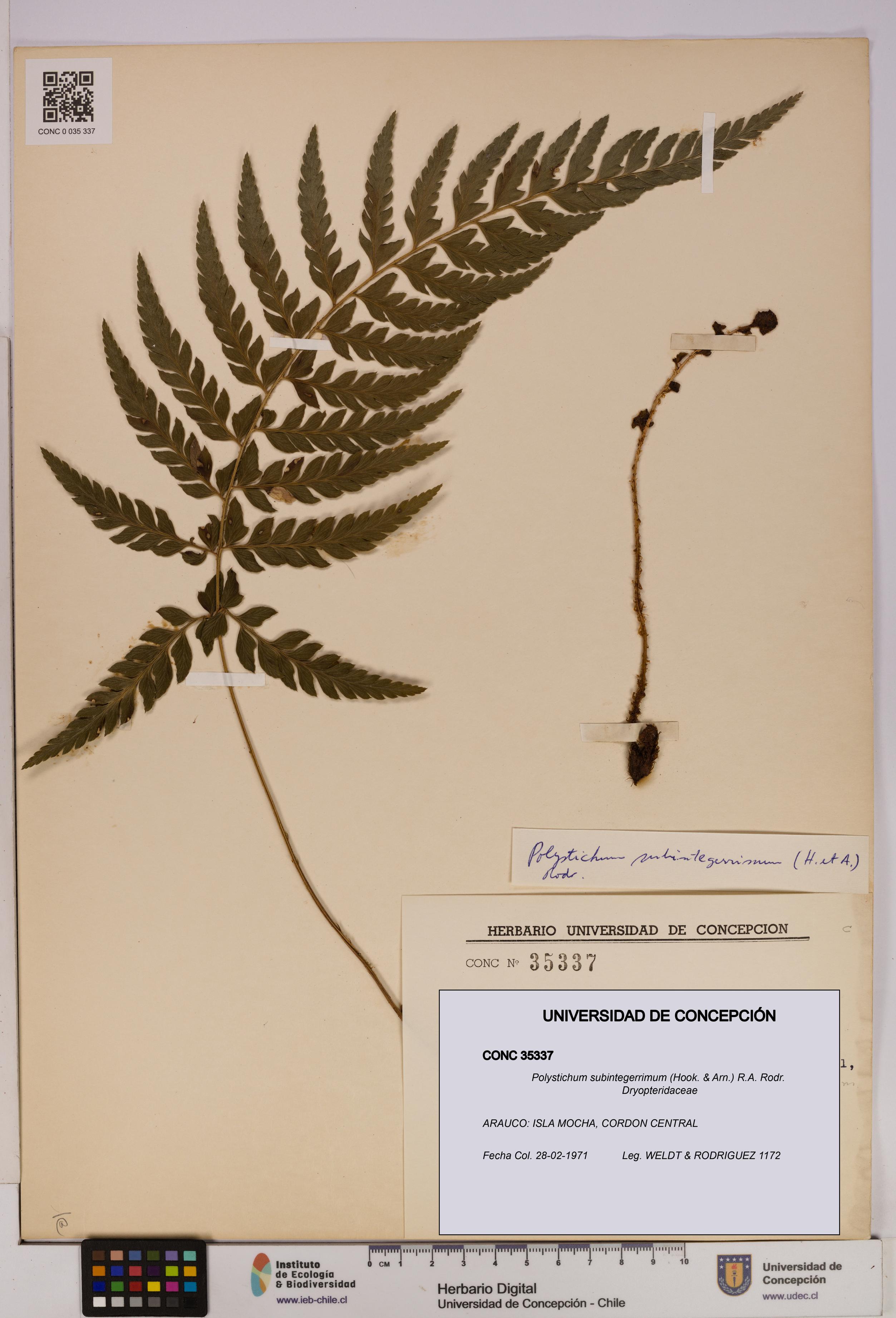 Polystichum subintegerrimum [Espécimen: UDEC:CONC:0035337]