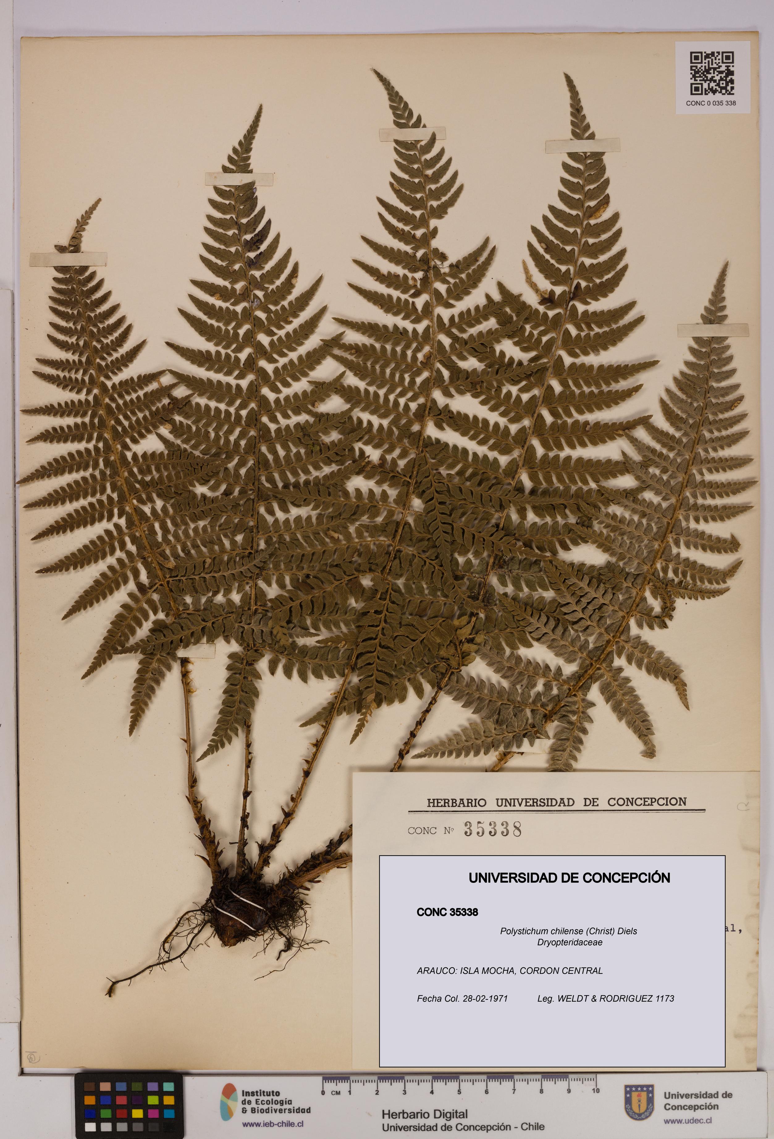 Polystichum chilense [Espécimen: UDEC:CONC:0035338]