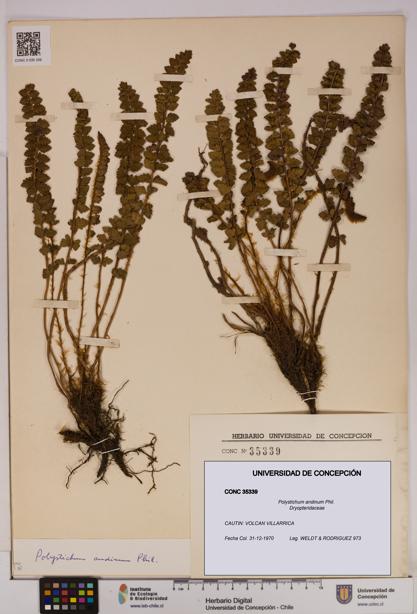 Polystichum andinum [Espécimen: UDEC:CONC:0035339]