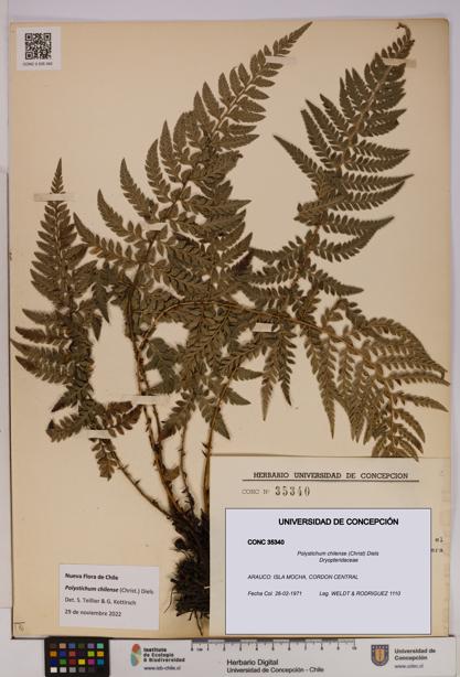 Polystichum chilense [Espécimen: UDEC:CONC:0035340]