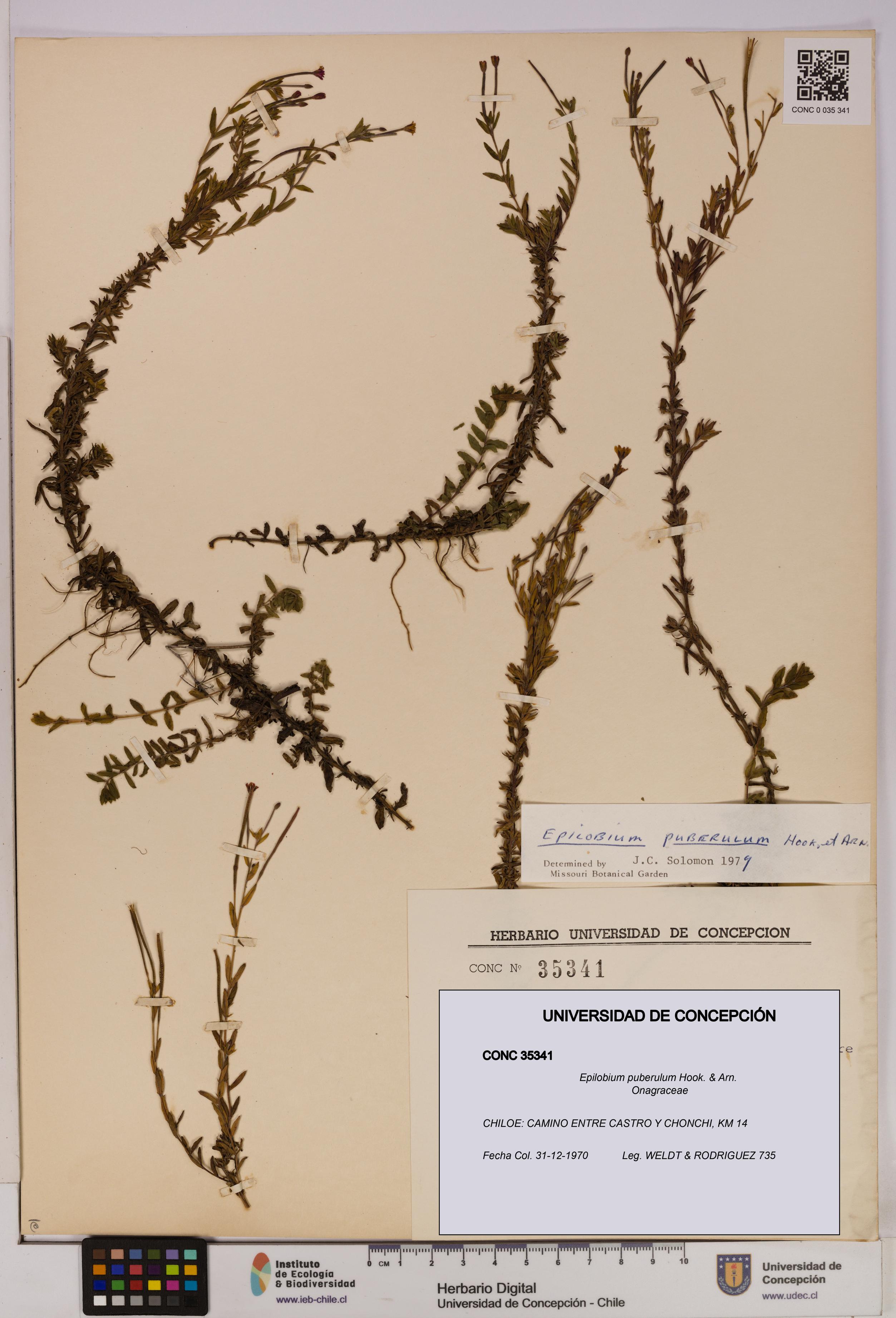 Epilobium puberulum [Espécimen: UDEC:CONC:0035341]
