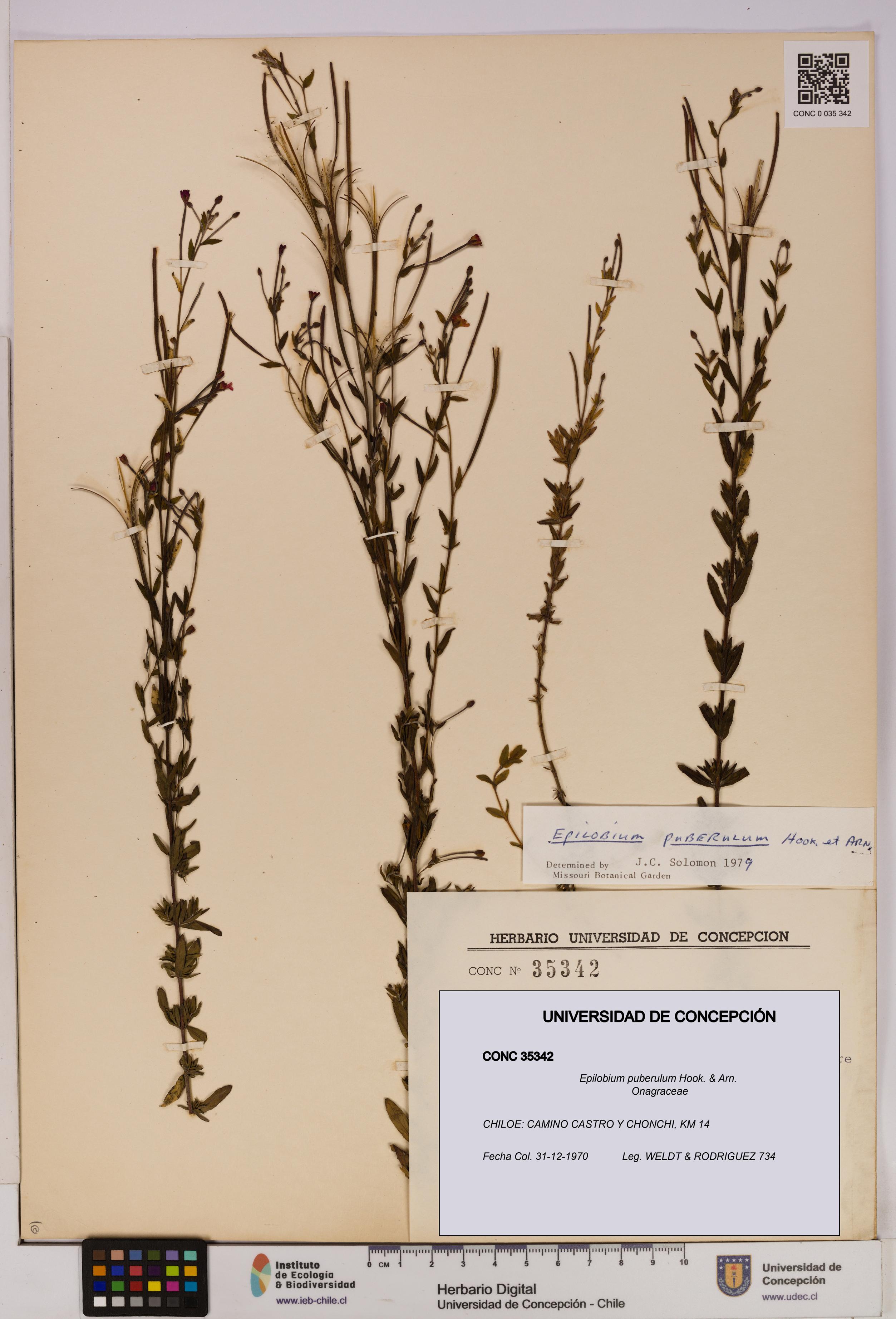 Epilobium puberulum [Espécimen: UDEC:CONC:0035342]
