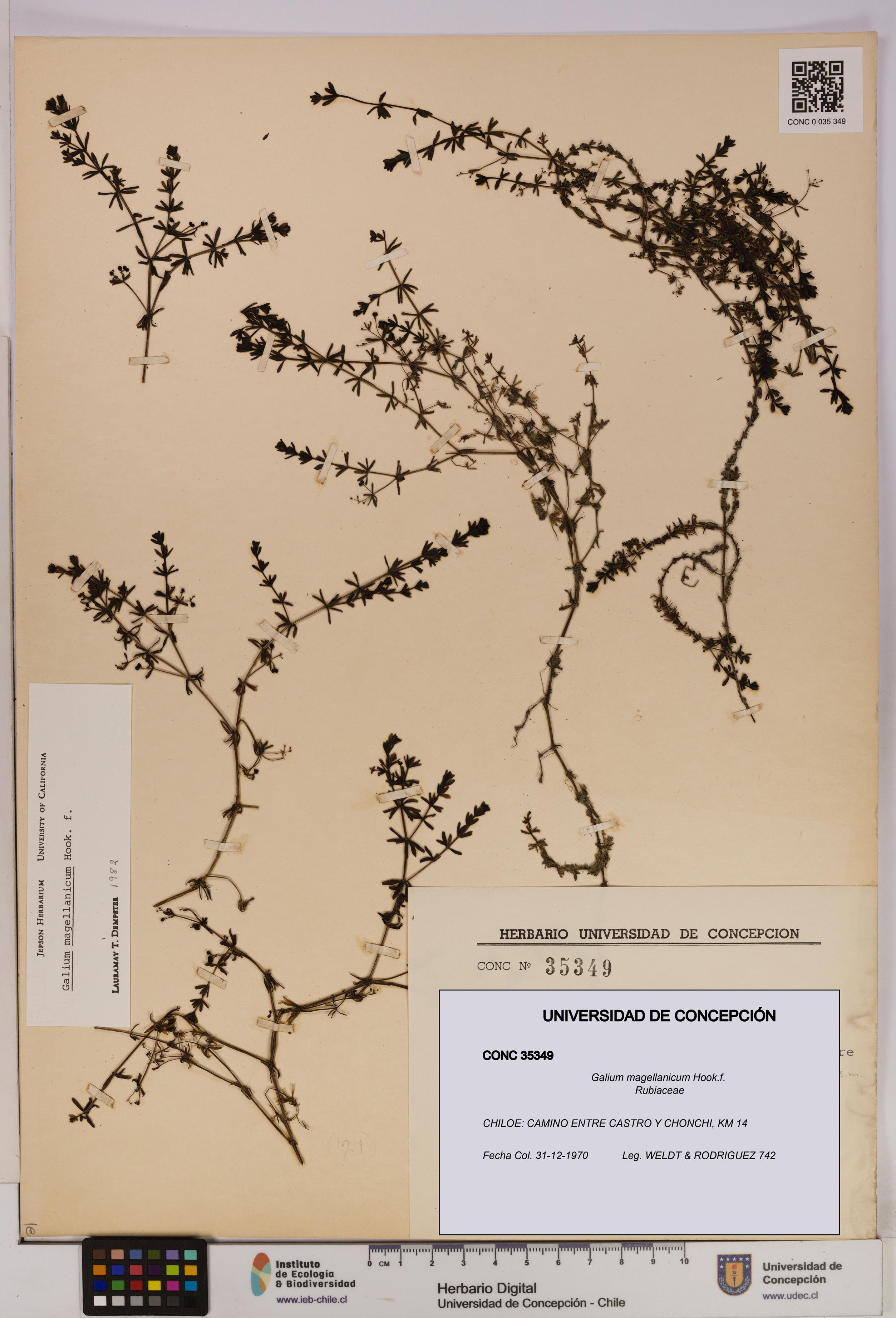 Galium magellanicum [Espécimen: UDEC:CONC:0035349]