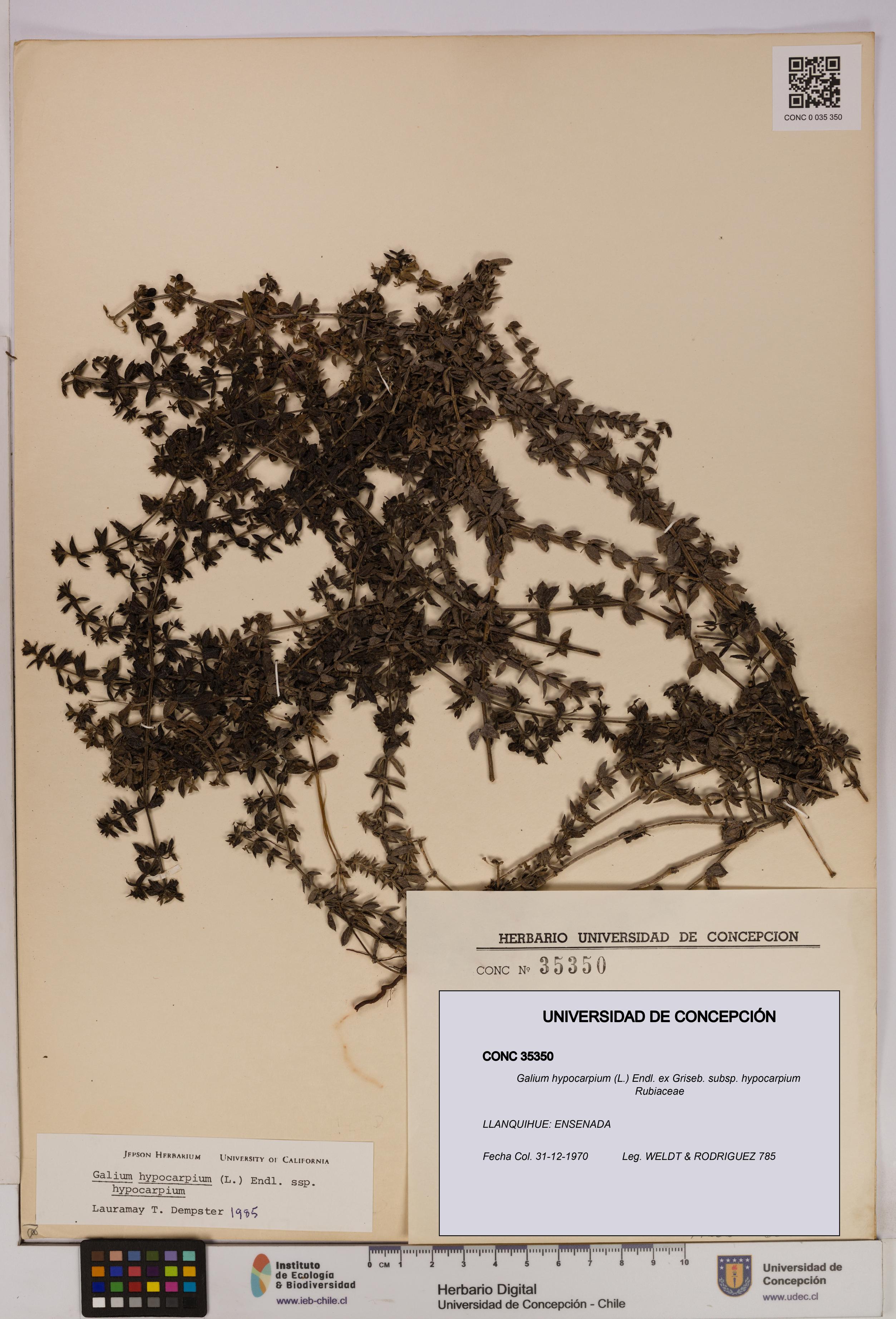 Galium hypocarpium subsp. hypocarpium [Espécimen: UDEC:CONC:0035350]