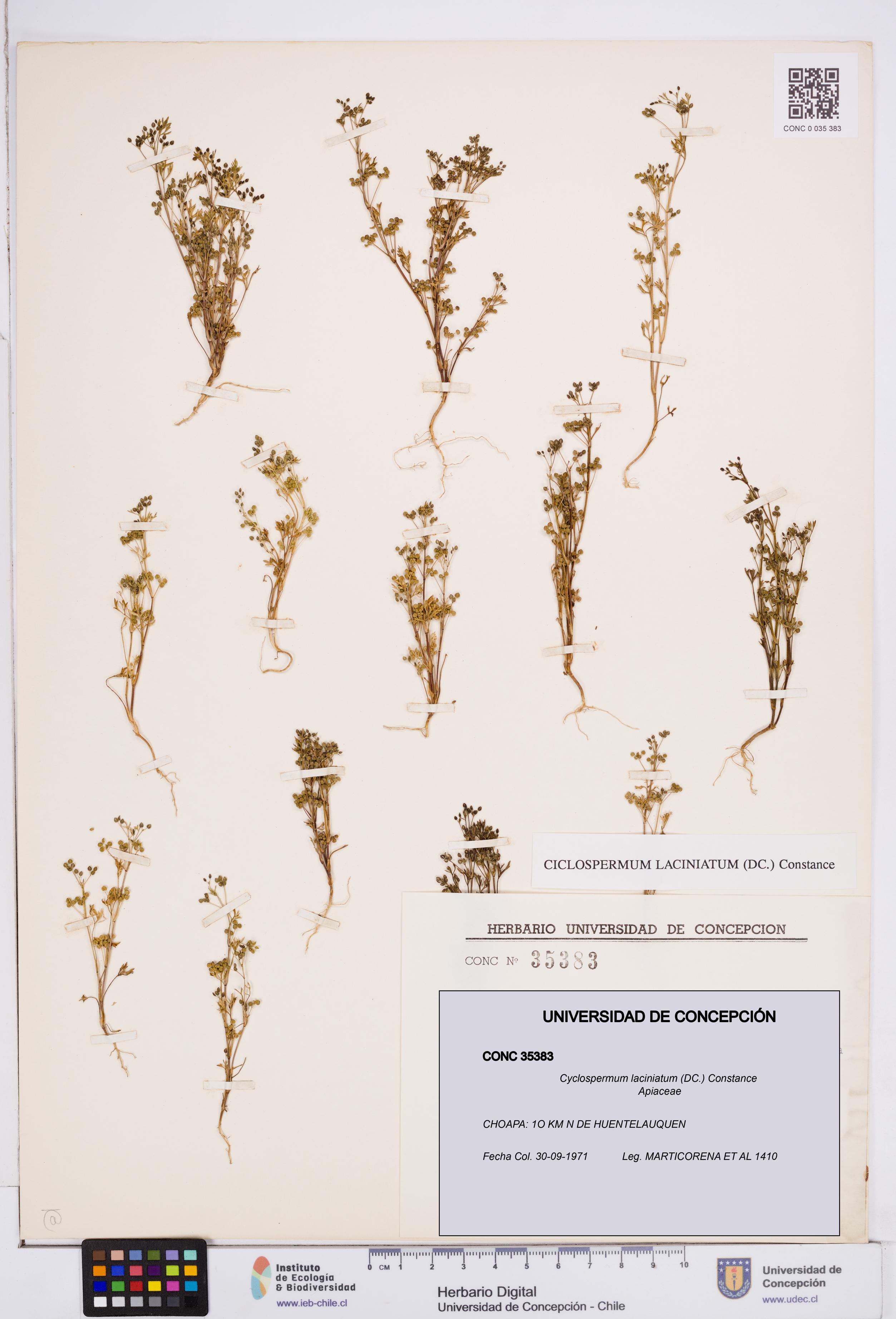 Cyclospermum laciniatum [Espécimen: ]