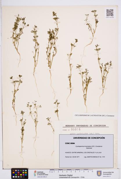 Cyclospermum laciniatum [Espécimen: ]