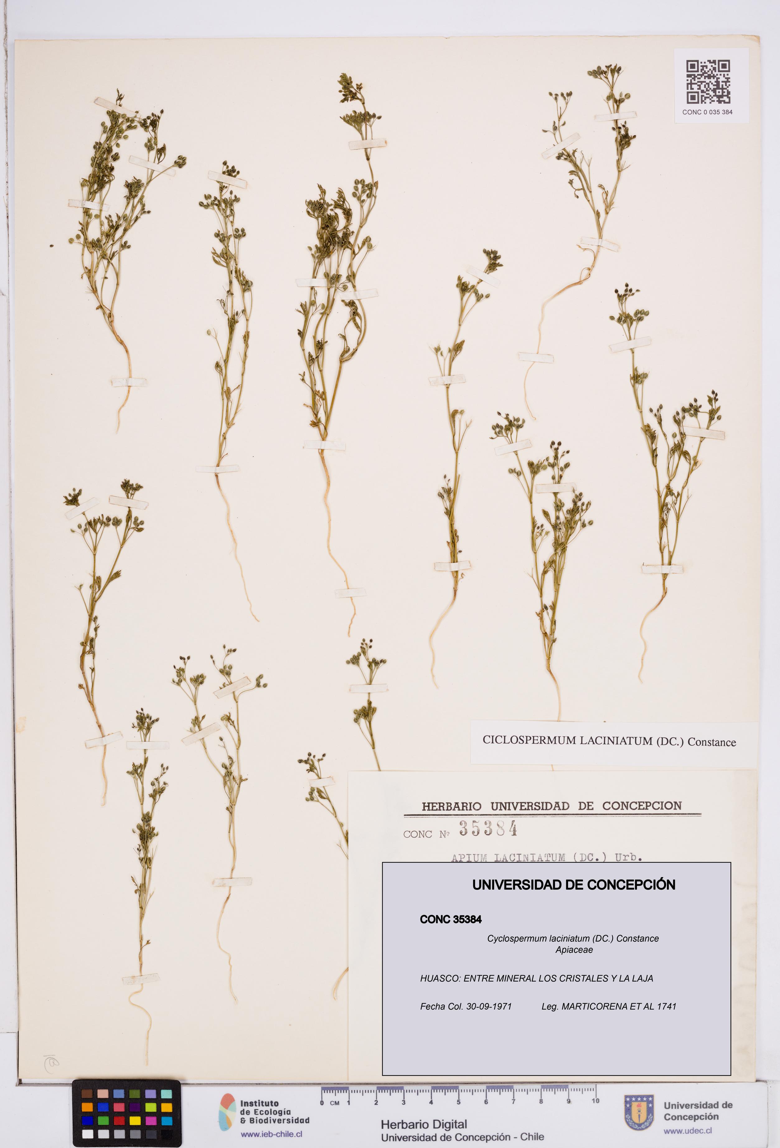 Cyclospermum laciniatum [Espécimen: ]
