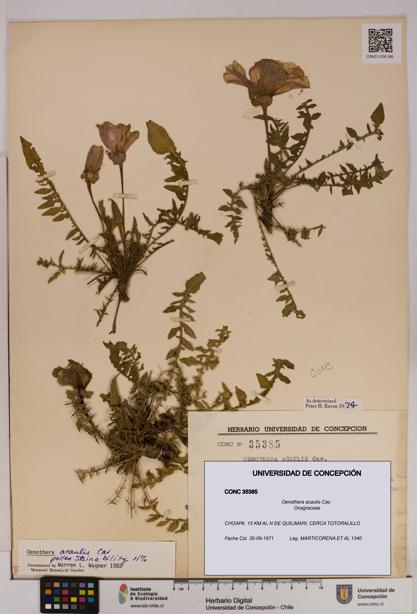 Oenothera acaulis [Espécimen: UDEC:CONC:0035385]